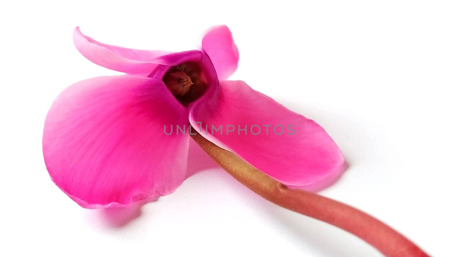 Pink cyclamen flower on a white background. A tender plant is ripped off. Greeting card or congratulation on March 8 or mothers day