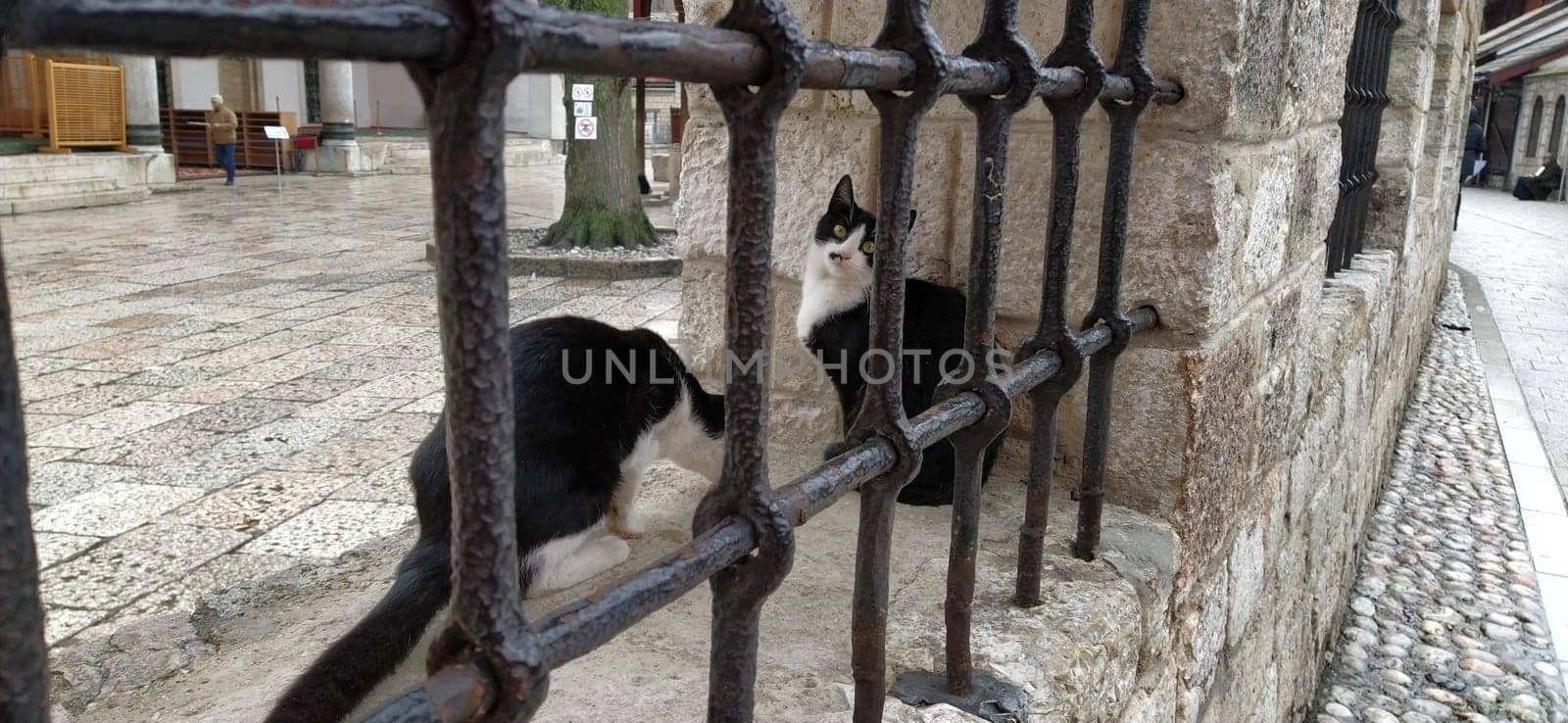 Sarajevo, Bosnia and Herzegovina, 8 March 2020, cats in Sarajevo. Two black and white cats behind a metal grate in the Galeba Mosque. Marble fence with lattice.