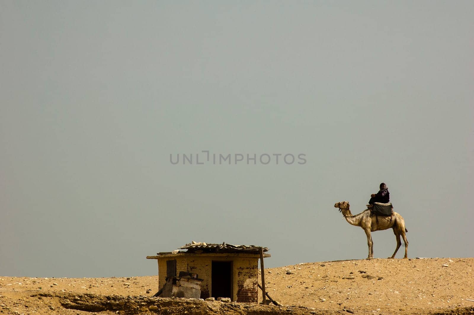 Saqqara, Egypt - April 13 2008: camel driver on the desert dunes near the archaeological site of Saqqara