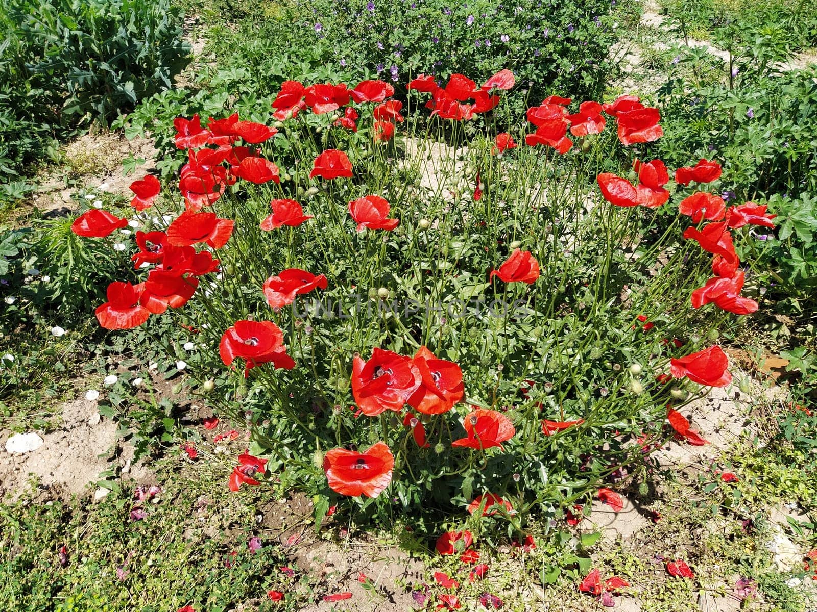 Bush of wild red poppies. Beautiful wildflowers. Blurred background. Poppy field. Delicate poppy petals glisten in the sunlight.