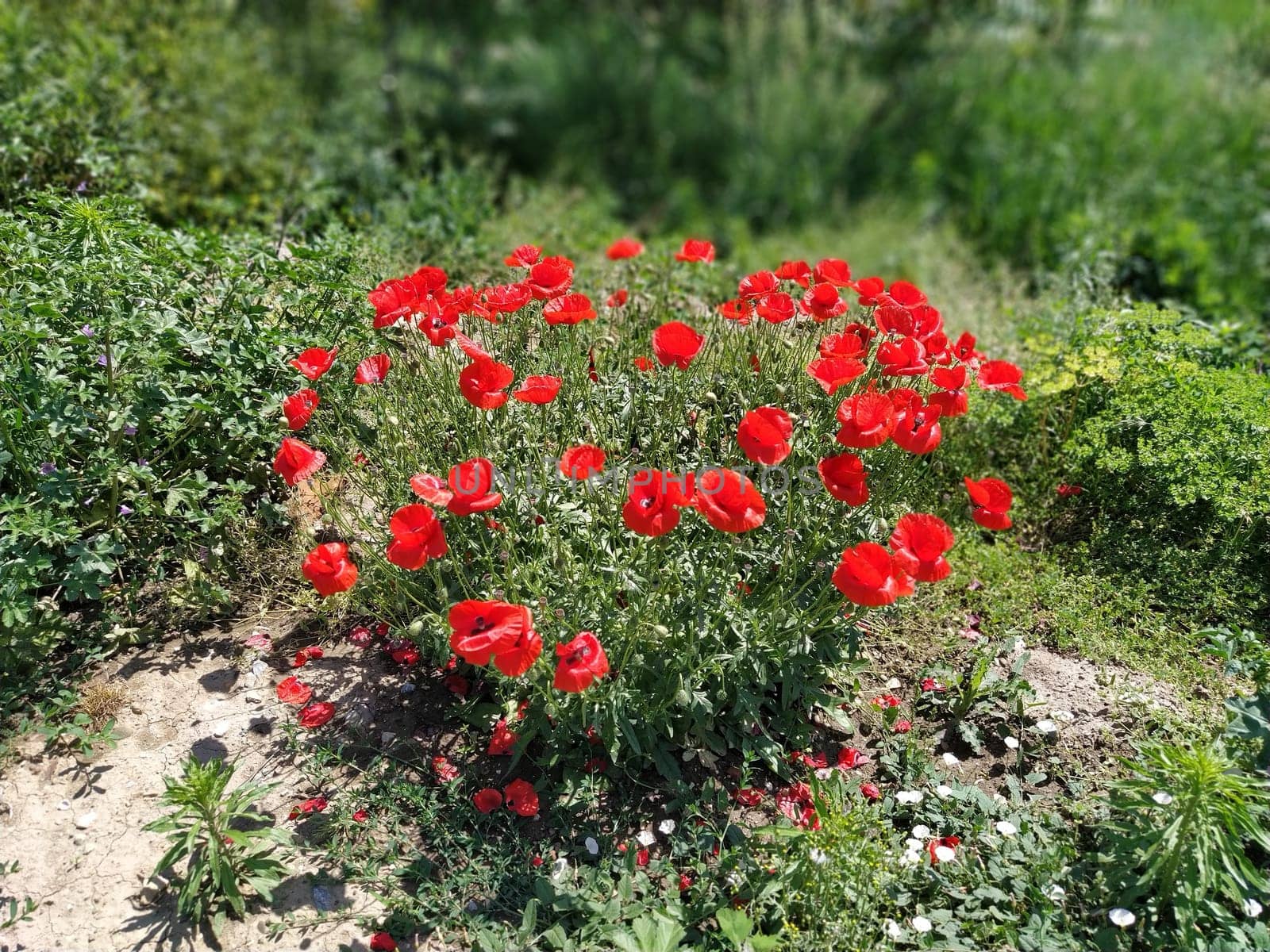 Bush of wild red poppies. Beautiful wildflowers. Blurred background. Poppy field. Delicate poppy petals glisten in the sunlight.