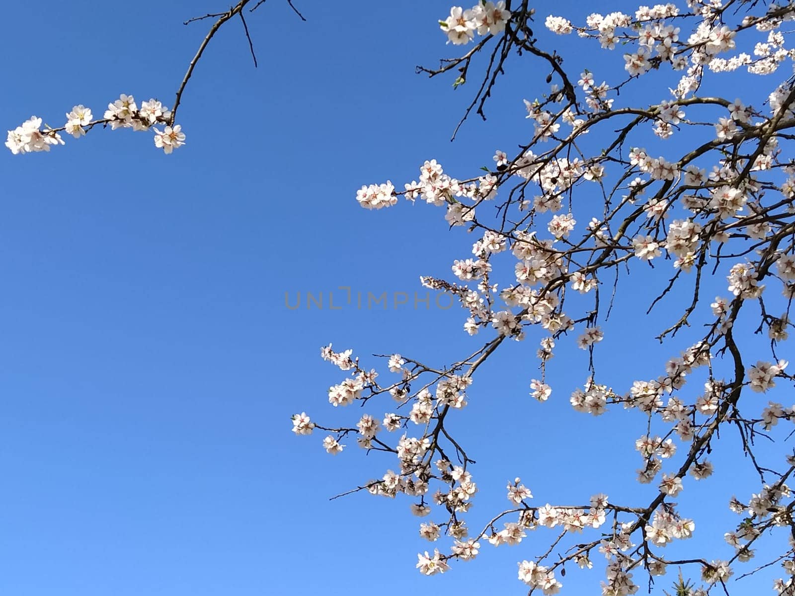 Delicate white flowers of an apple tree. Spring orchard whole in lush blooming white flowers. Pestles and stamens are noticeable. Spring in the garden. Farming. Danger of freezing. Japanese sakura.