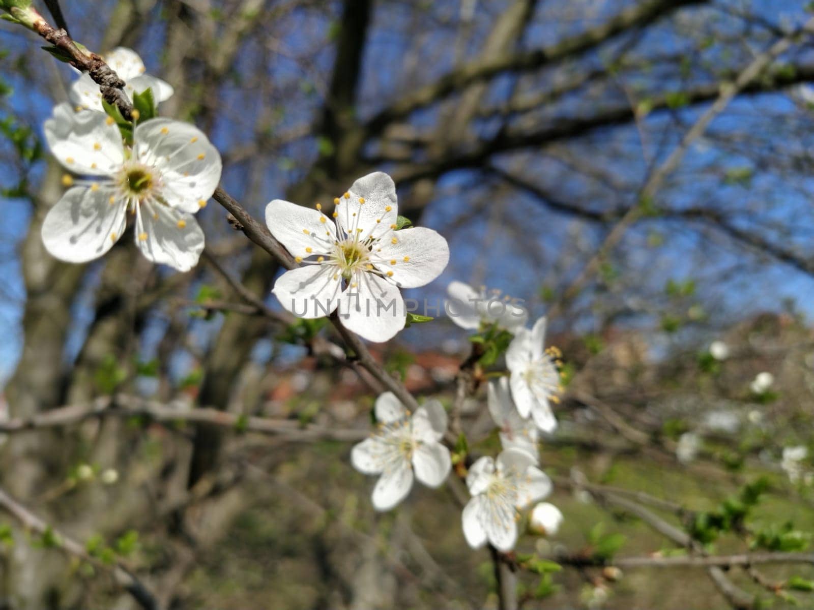 Delicate white flowers of an apple tree. Spring orchard whole in lush blooming white flowers. Pestles and stamens are noticeable. Spring in the garden. Farming. Danger of freezing. Japanese sakura.