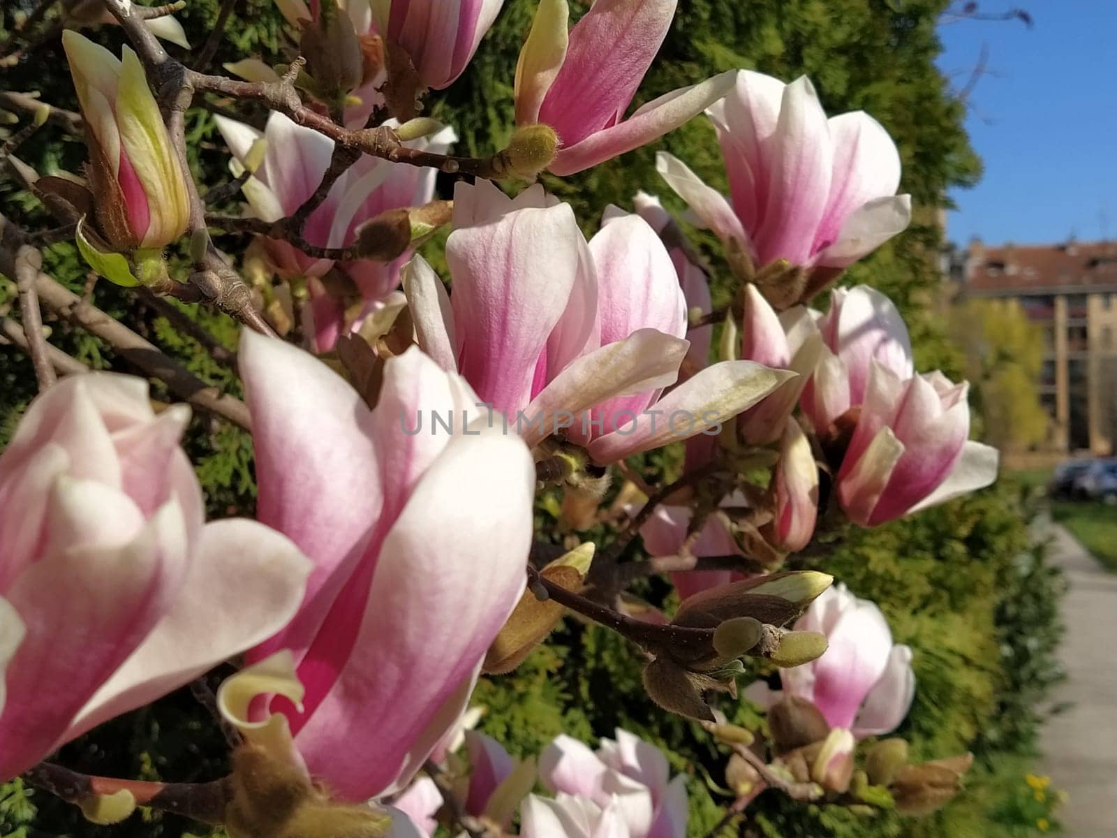 Beautiful blossoming pink flowers and magnolia buds on branches without leaves. Blue sky and sunlight. Wedding invitation or greeting card from March 8. The beginning of spring. Delicate white petals.