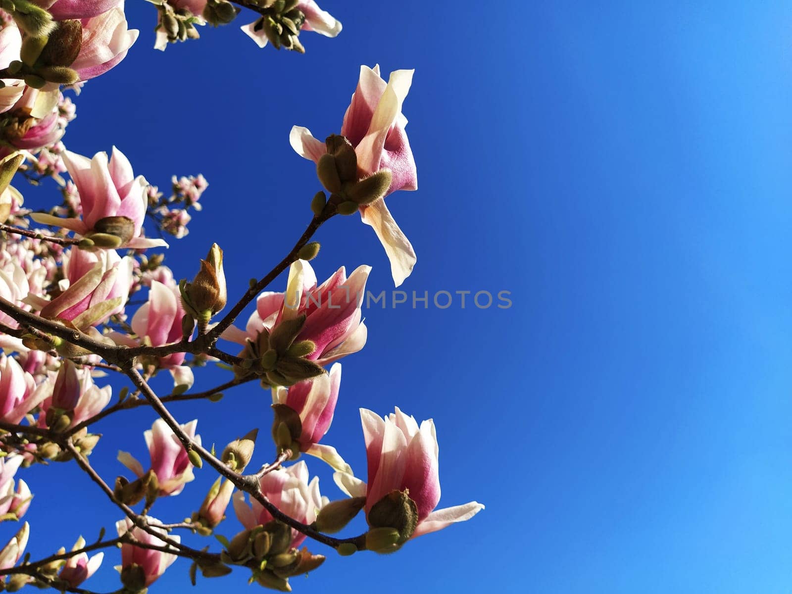 Beautiful blossoming pink flowers and magnolia buds on branches without leaves. Blue sky and sunlight. Wedding invitation or greeting card from March 8. The beginning of spring. Delicate white petals