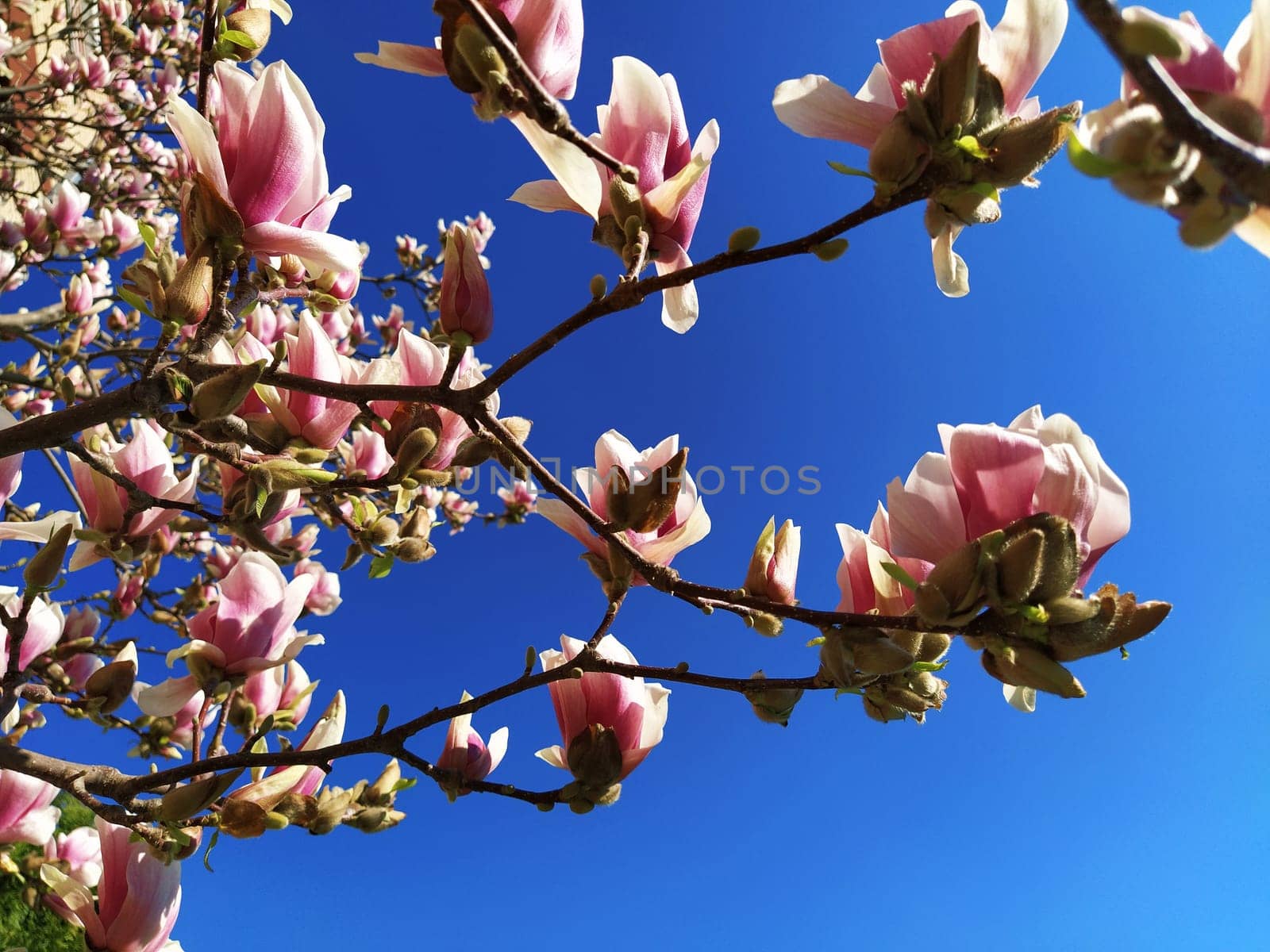 Beautiful blossoming pink flowers and magnolia buds on branches without leaves. Blue sky and sunlight. Wedding invitation or greeting card from March 8. The beginning of spring. Delicate white petals.