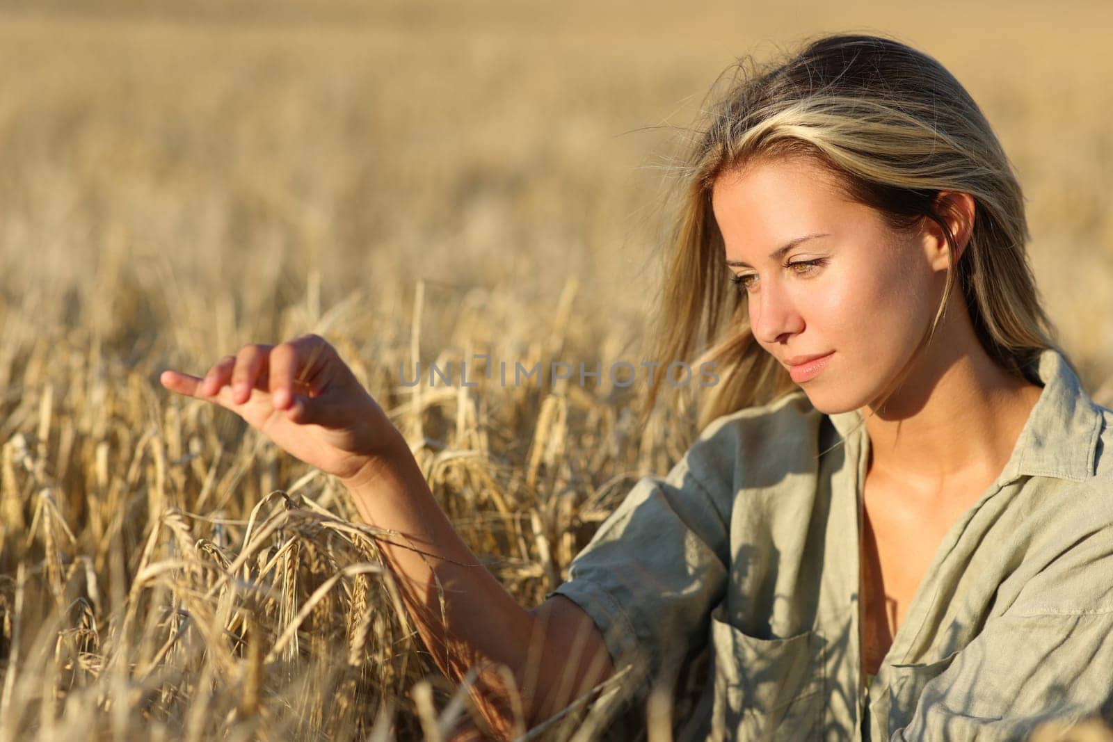 Satisfied woman touching barley in a field at sunset
