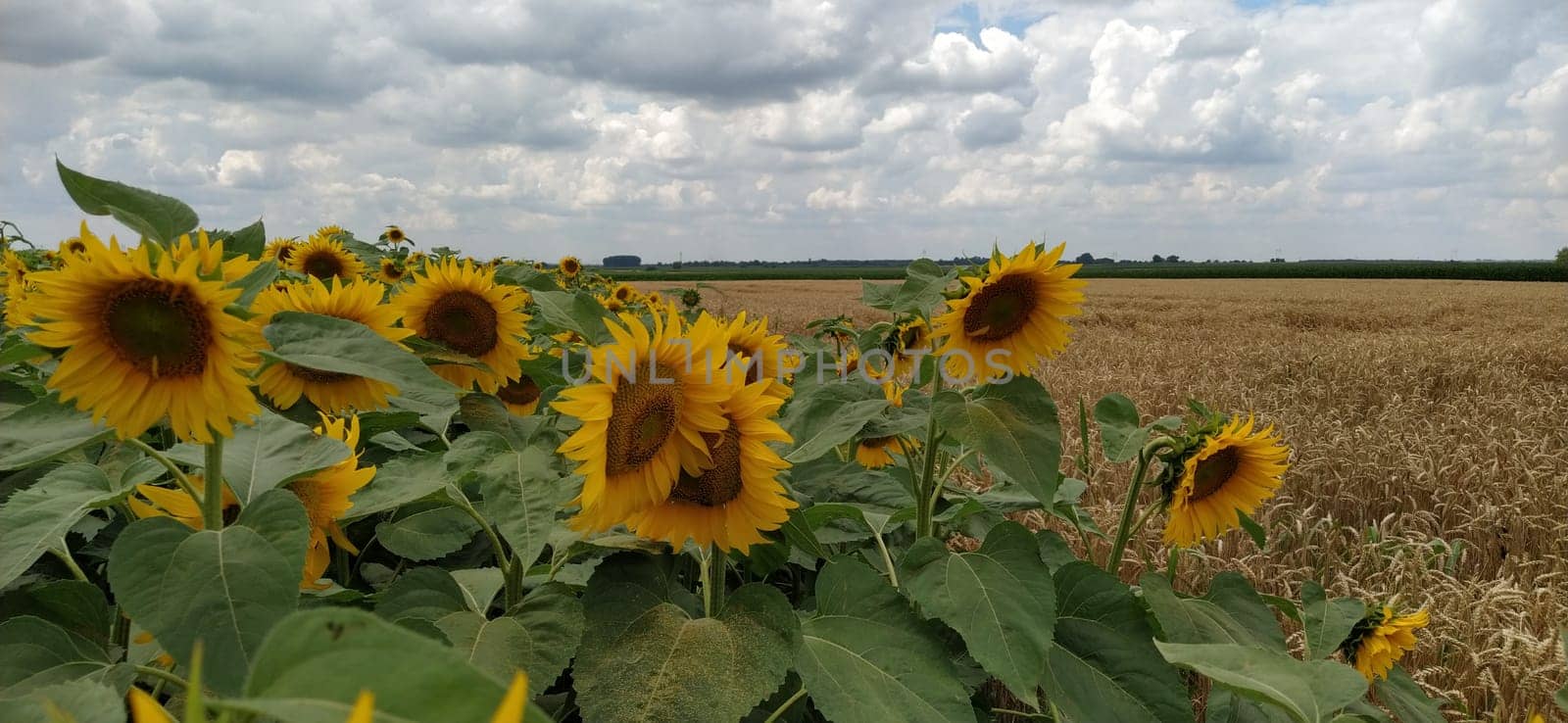 Field of blooming sunflowers. Beautiful yellow large flowers with a dark middle. Agricultural concept. Large green leaves with yellow pollen fallen on them. Landscape or panorama.