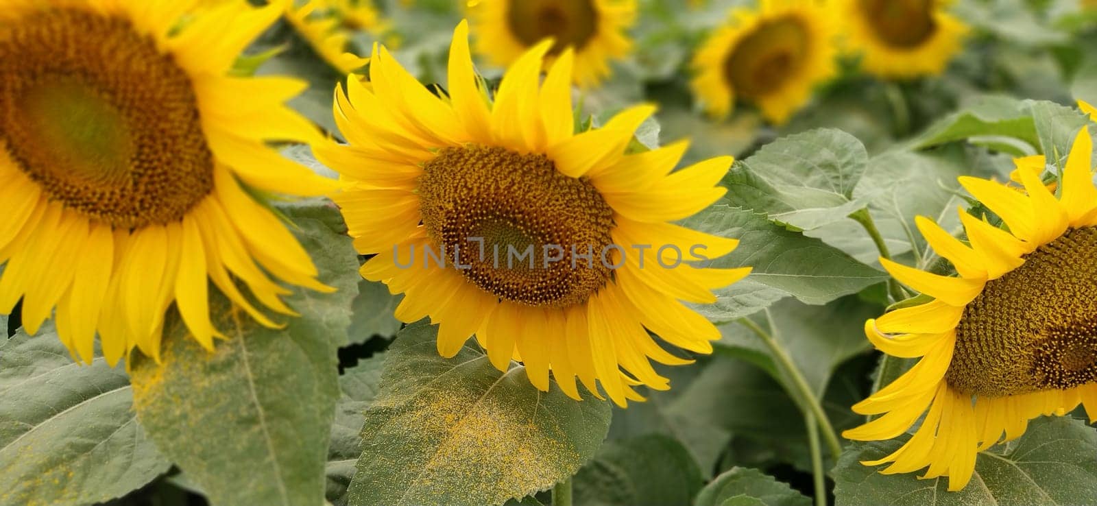 Field of blooming sunflowers. Beautiful yellow large flowers with a dark middle. Agricultural concept. Large green leaves with yellow pollen fallen on them. Landscape or panorama.
