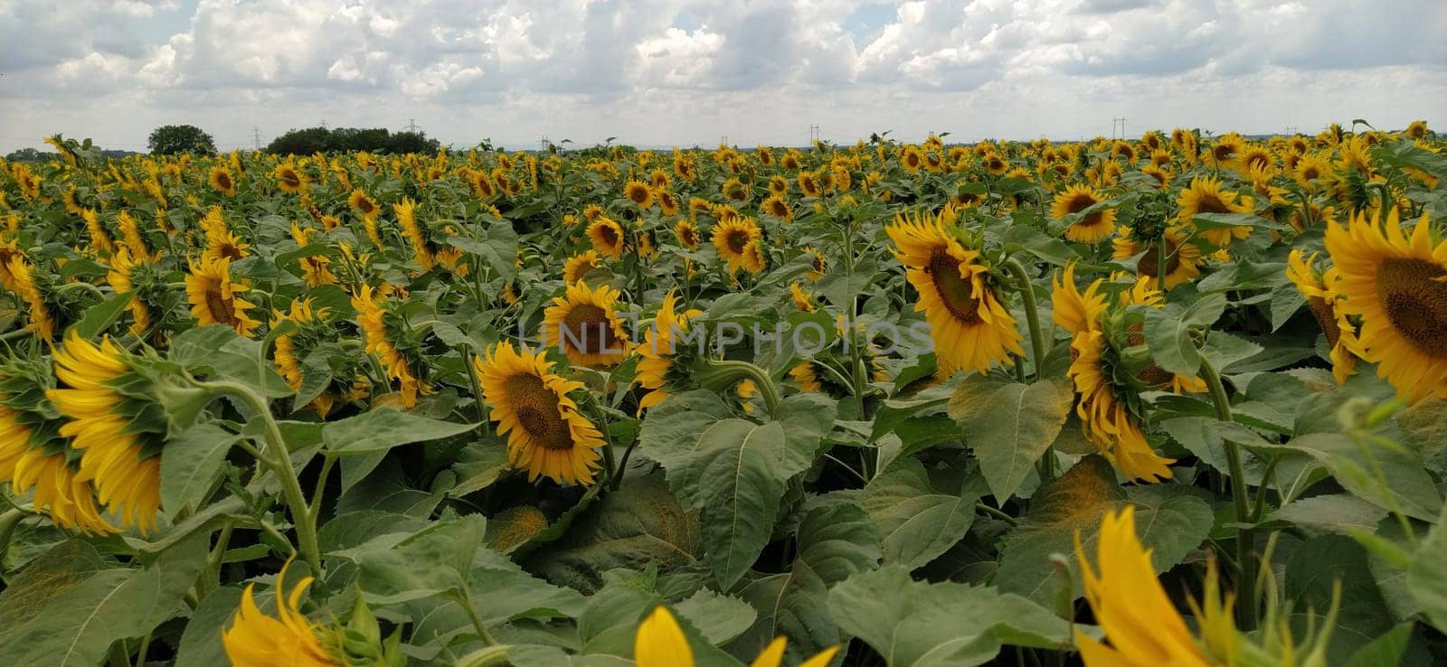 Field of blooming sunflowers. Beautiful yellow large flowers with a dark middle. Agricultural concept. Large green leaves with yellow pollen fallen on them