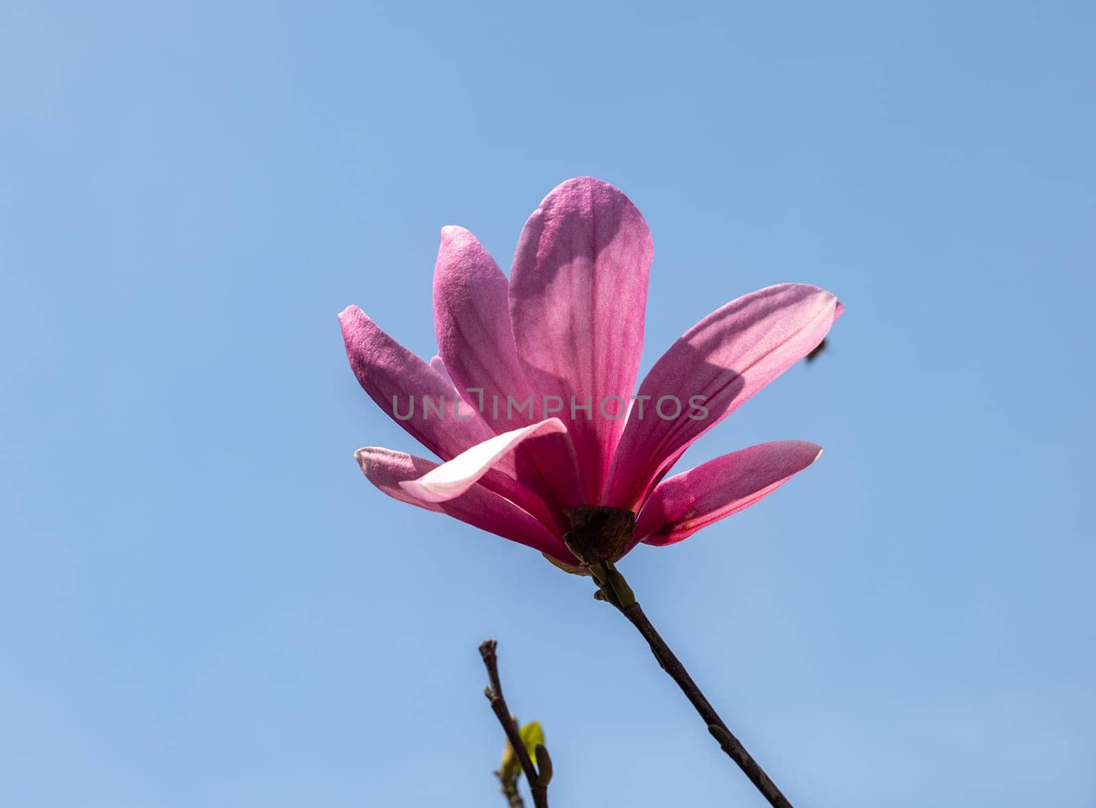 Beautiful magnolia tree blossom in spring. Pink magnolia flowers on a tree branch.