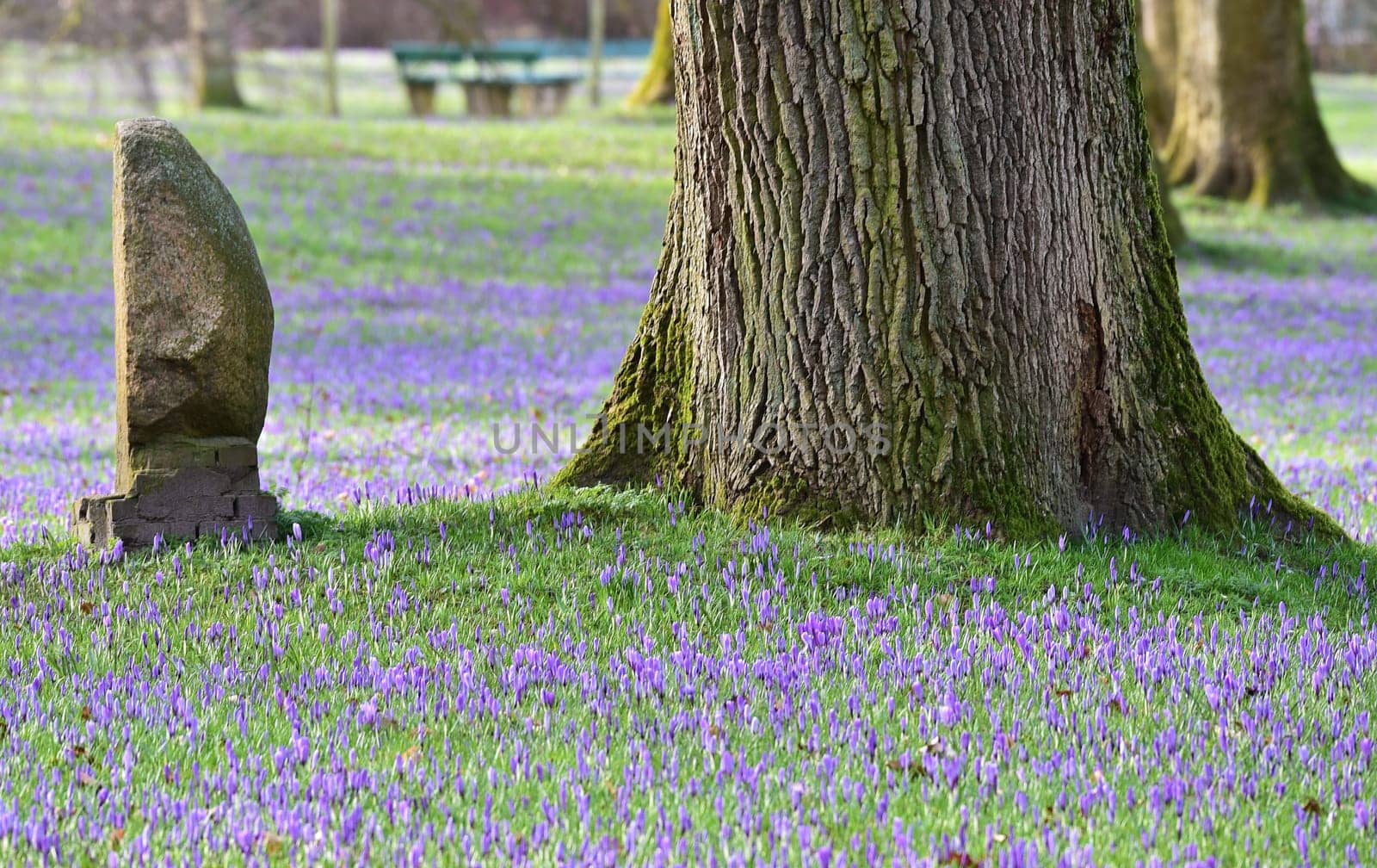 Crocus blossom in Husum Castle Park
