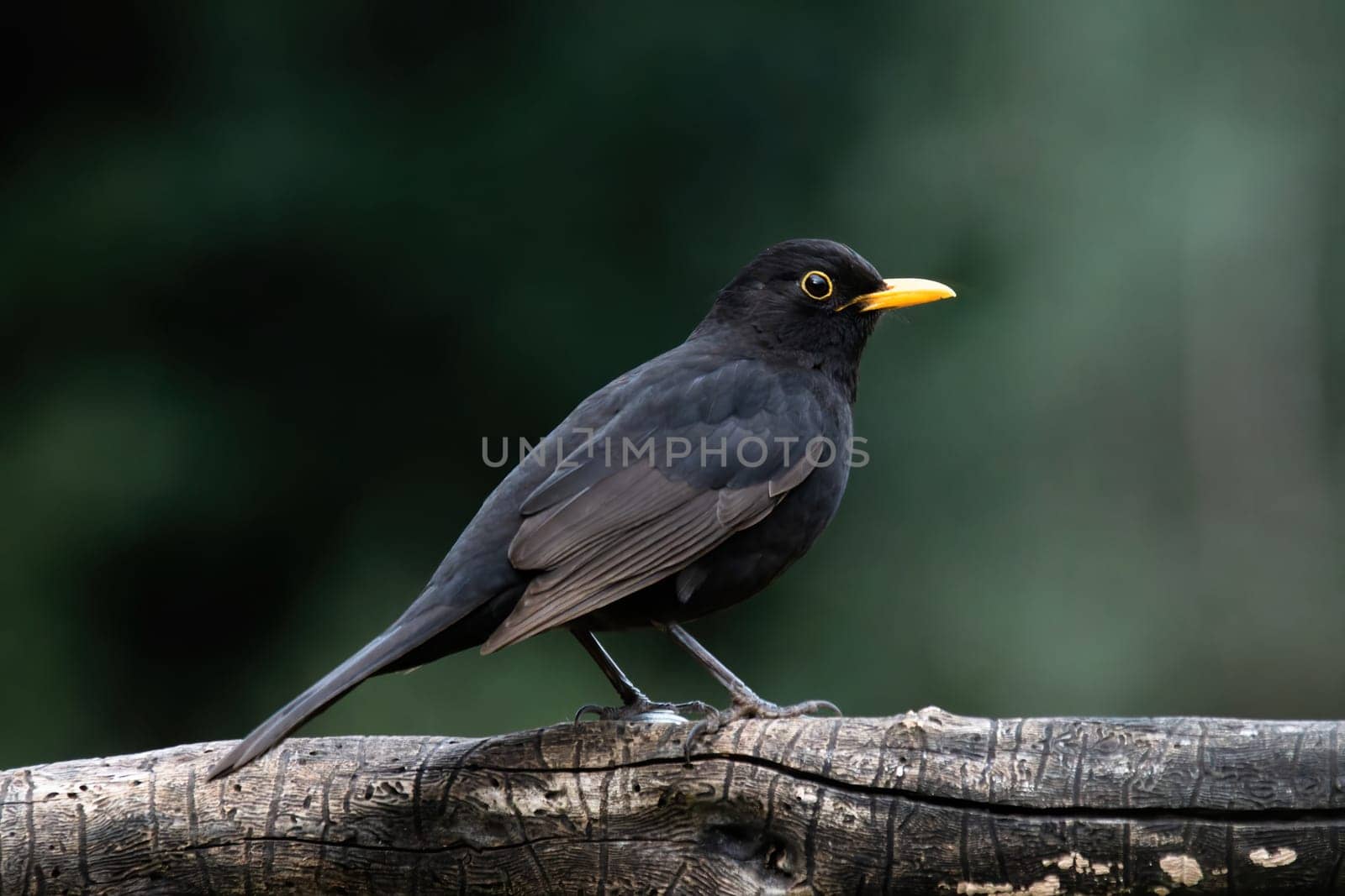Close up portrait of male turdus merula
