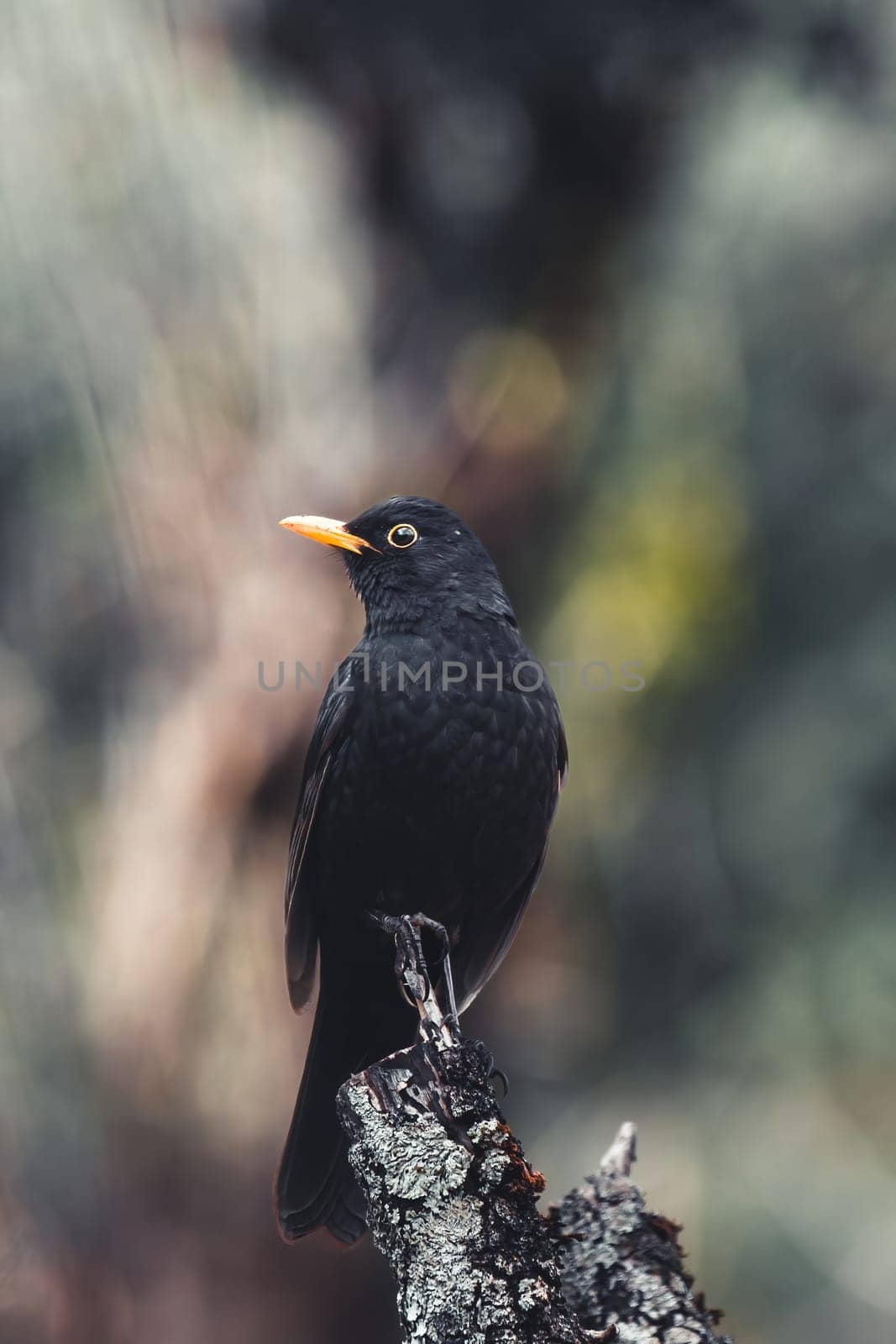 Close up portrait of male turdus merula
