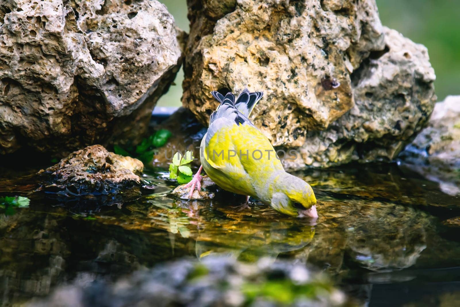 European Greenfinch-The European Greenfinch, or just Greenfinch (Carduelis chloris), is a small passerine bird in the finch family Fringillidae.