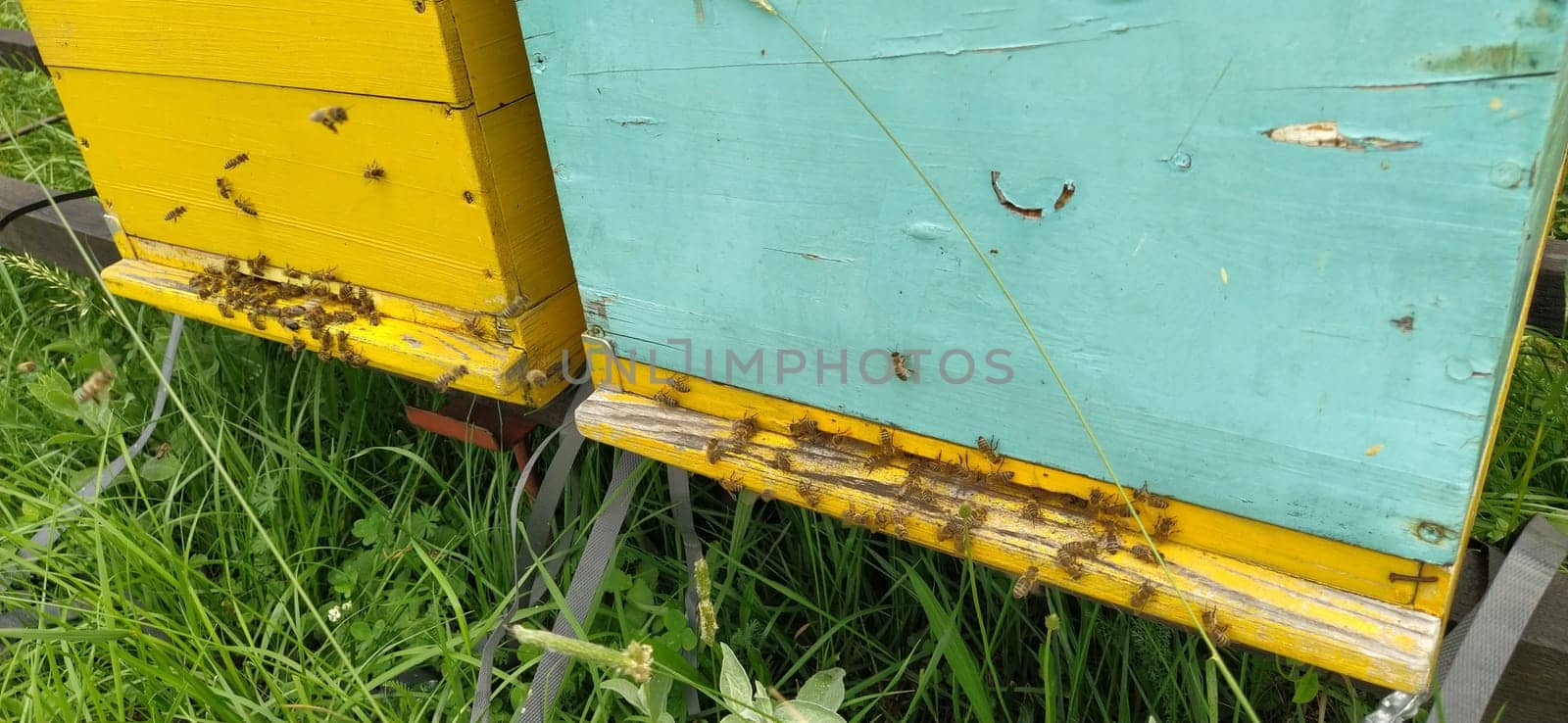 Hives with bees. Beekeeping. Hives standing in nature, and are painted yellow, green and blue. Plants are honey plants. Apiary in Serbia. Bees collect flower nectar and turn it into honey.