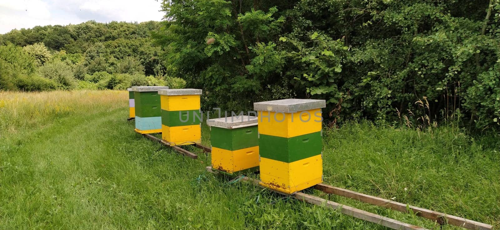 Hives with bees. Beekeeping. Hives standing in nature, and are painted yellow, green and blue. Plants are honey plants. Apiary in Serbia. Bees collect flower nectar and turn it into honey.