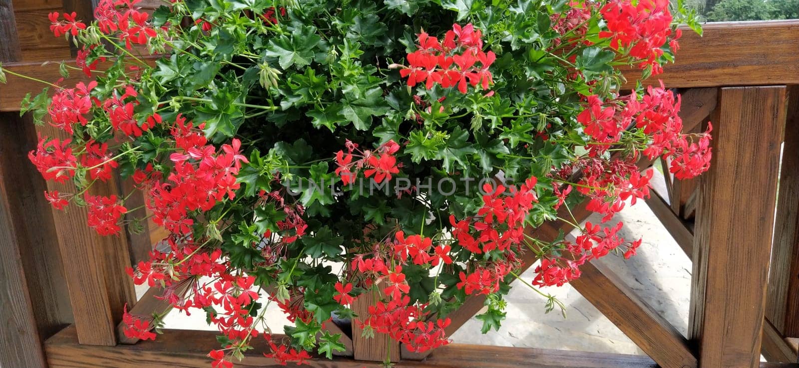 Ivy red geraniums on ethno fence. Pelargonium peltatum is a species of pelargonium known by the common names ivy-leaf geranium and cascading geranium. It is native to Africa