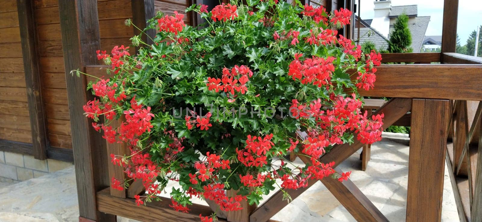 Beautiful abundantly blooming red ivy geraniums pelargoniums on a terrace or balcony. Wooden fence or dark wood terrace railing.