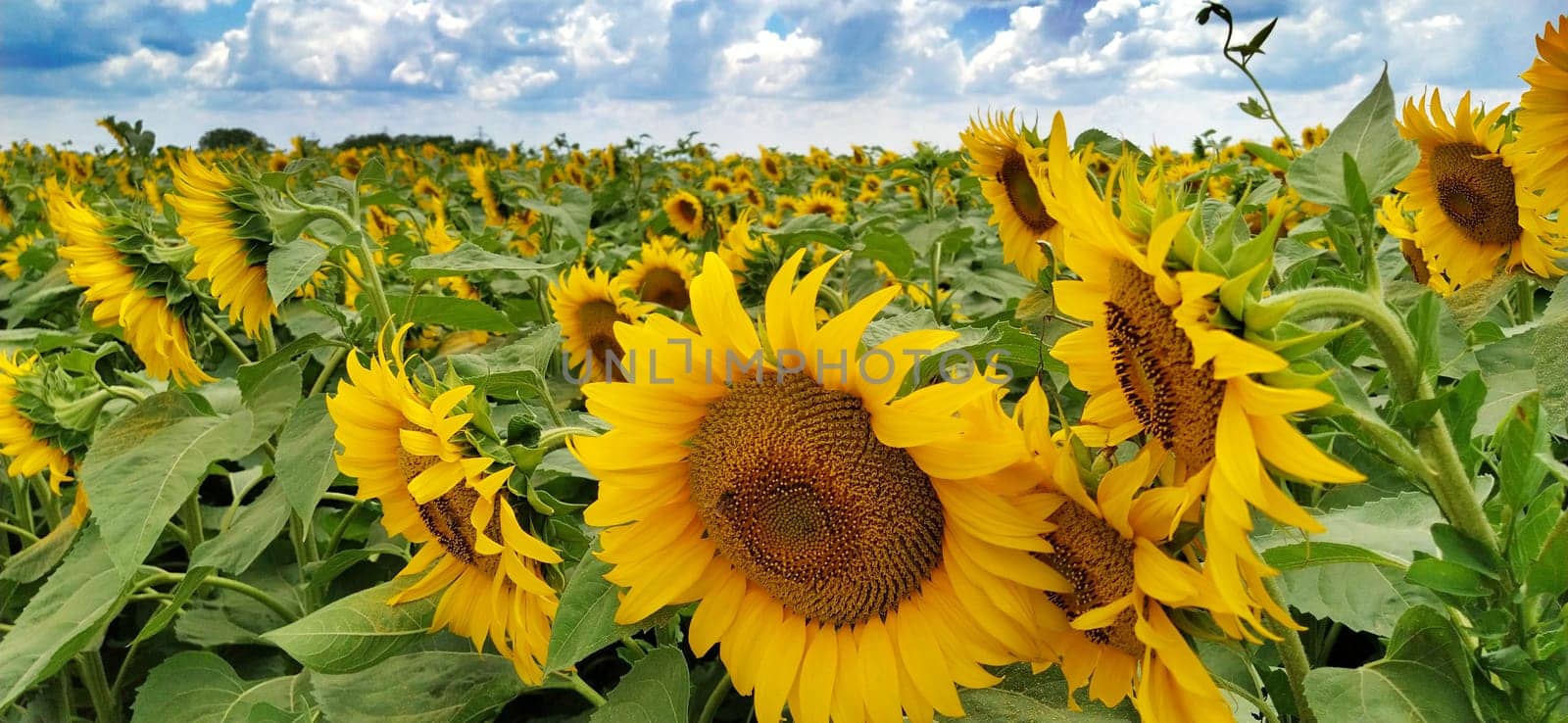 Field of blooming sunflowers. Beautiful yellow large flowers with a dark middle. Agricultural concept. Large green leaves with yellow pollen fallen on them. Landscape or panorama.Blue sky with clouds.