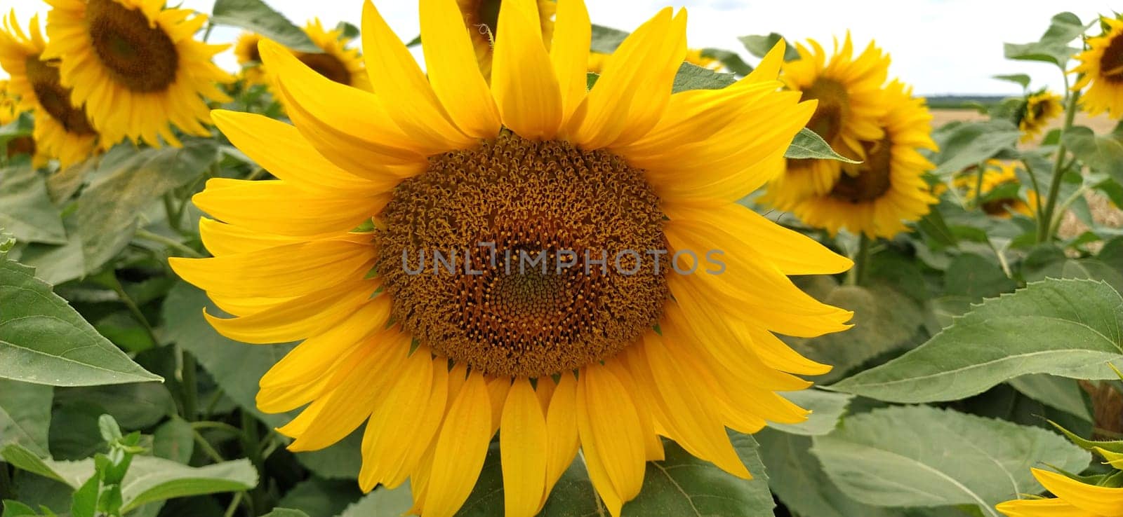 Field of blooming sunflowers. Beautiful yellow large flowers with a dark middle. Agricultural concept. Large green leaves with yellow pollen fallen on them. Landscape or panorama.Blue sky with clouds.