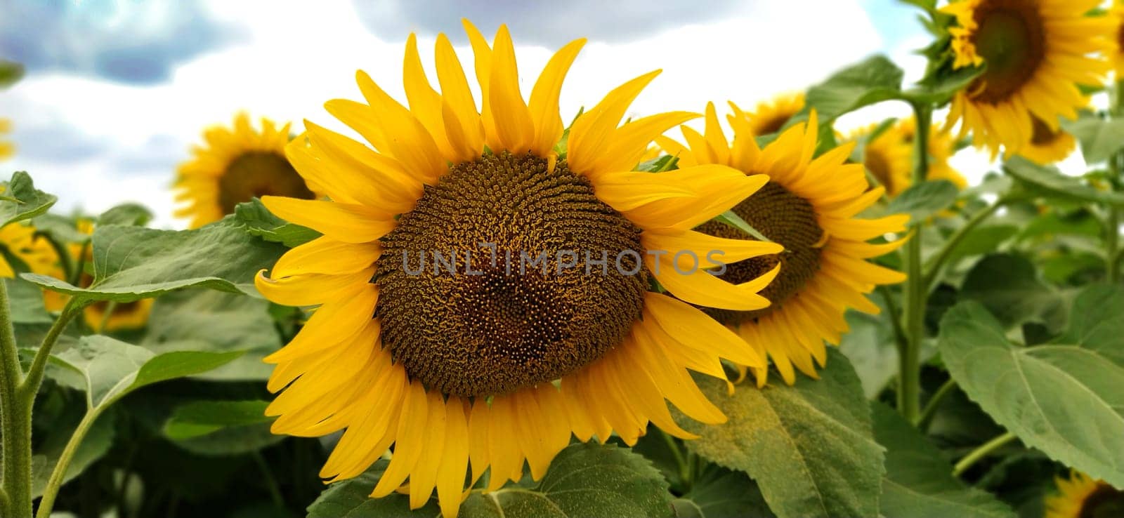 Field of blooming sunflowers. Beautiful yellow large flowers with a dark middle. Agricultural concept. Large green leaves with yellow pollen fallen on them. Landscape or panorama.Blue sky with clouds.