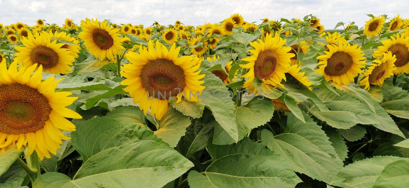 Field of blooming sunflowers. Beautiful yellow large flowers with a dark middle. Agricultural concept. Large green leaves with yellow pollen fallen on them