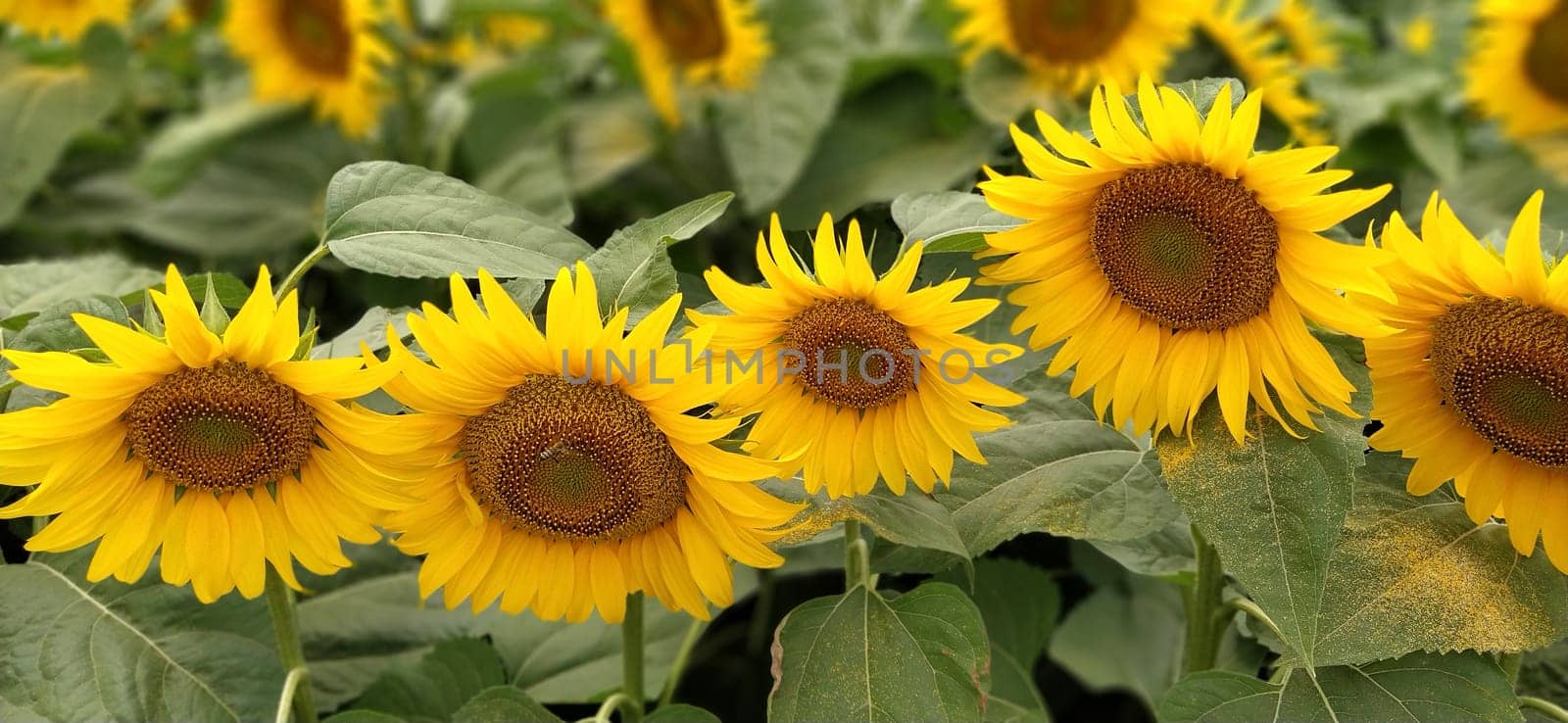 Field of blooming sunflowers. Beautiful yellow large flowers with a dark middle. Sunflower seeds. Agricultural concept. Large green leaves with yellow pollen fallen on them.
