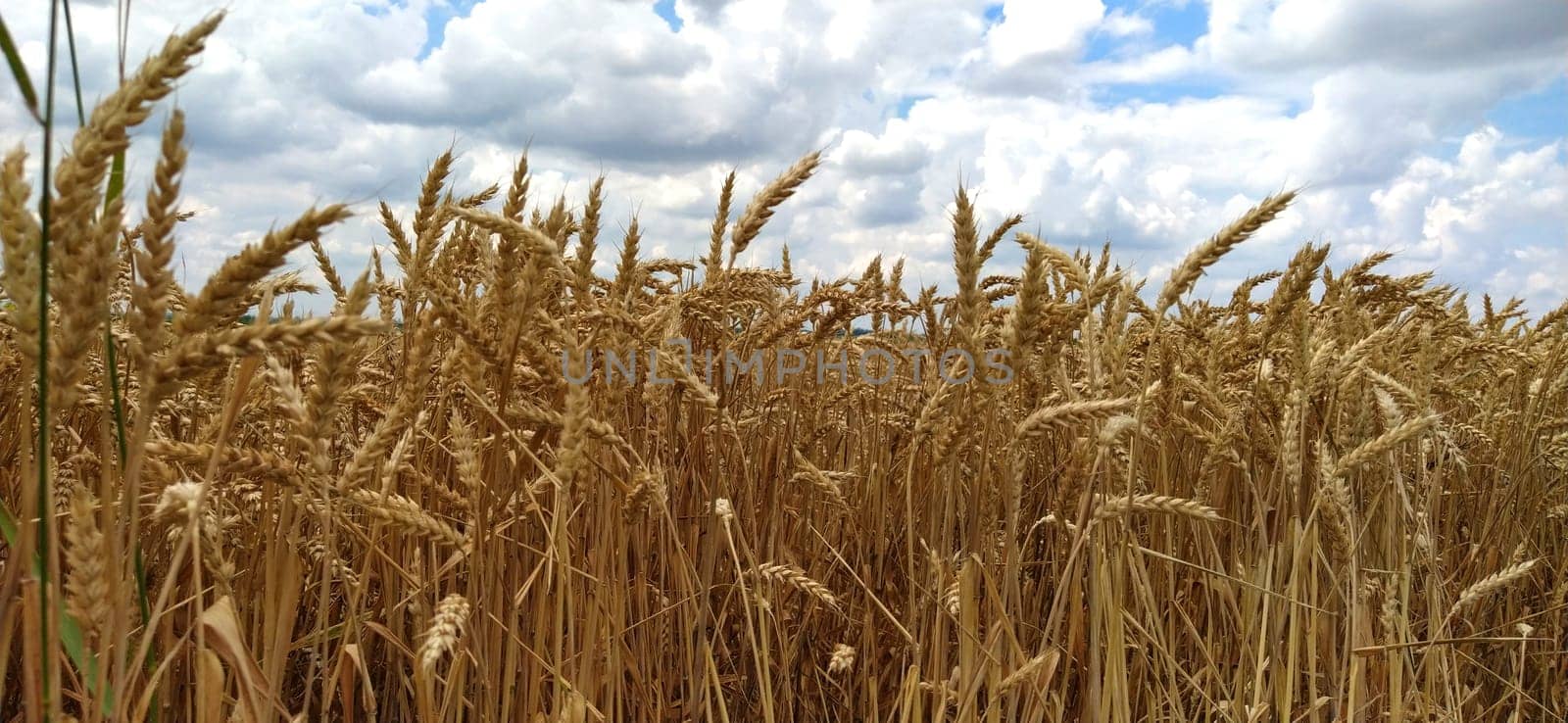 Wheat field. Seeds of golden wheat close-up. Beautiful nature. Rural landscapes under the shining sunlight. The concept of rich harvest and agricultural labor. Cereal plants on the field