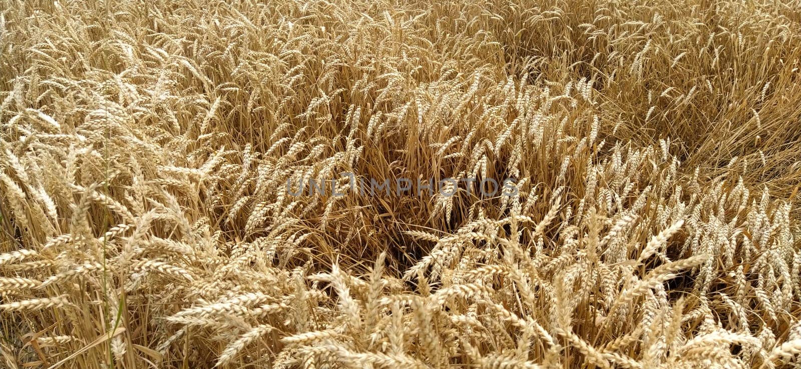 Wheat field. Seeds of golden wheat close-up. Beautiful nature. Rural landscapes under the shining sunlight. The concept of rich harvest and agricultural labor. Cereal plants on the field