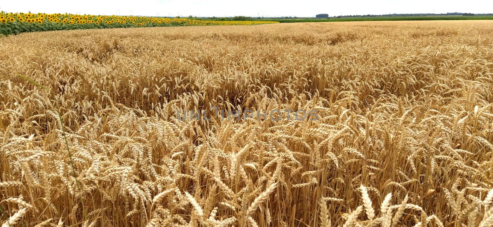 Wheat field. Seeds of golden wheat close-up. Beautiful nature. Rural landscapes under the shining sunlight. The concept of rich harvest and agricultural labor. Cereal plants on the field