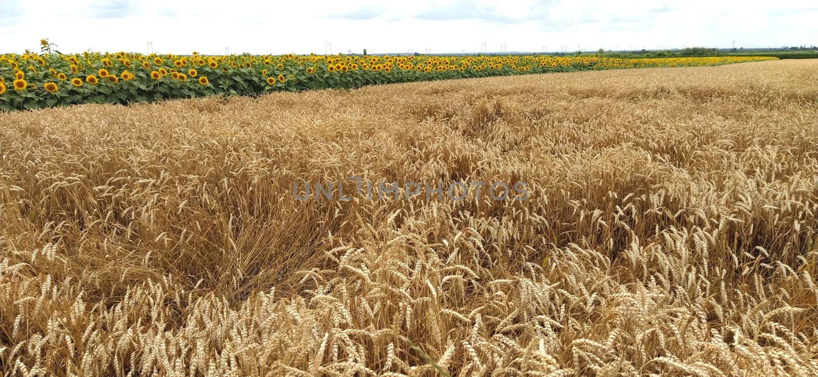 Wheat field. Seeds of golden wheat close-up. Beautiful nature. Rural landscapes under the shining sunlight. The concept of rich harvest and agricultural labor. Cereal plants on the field