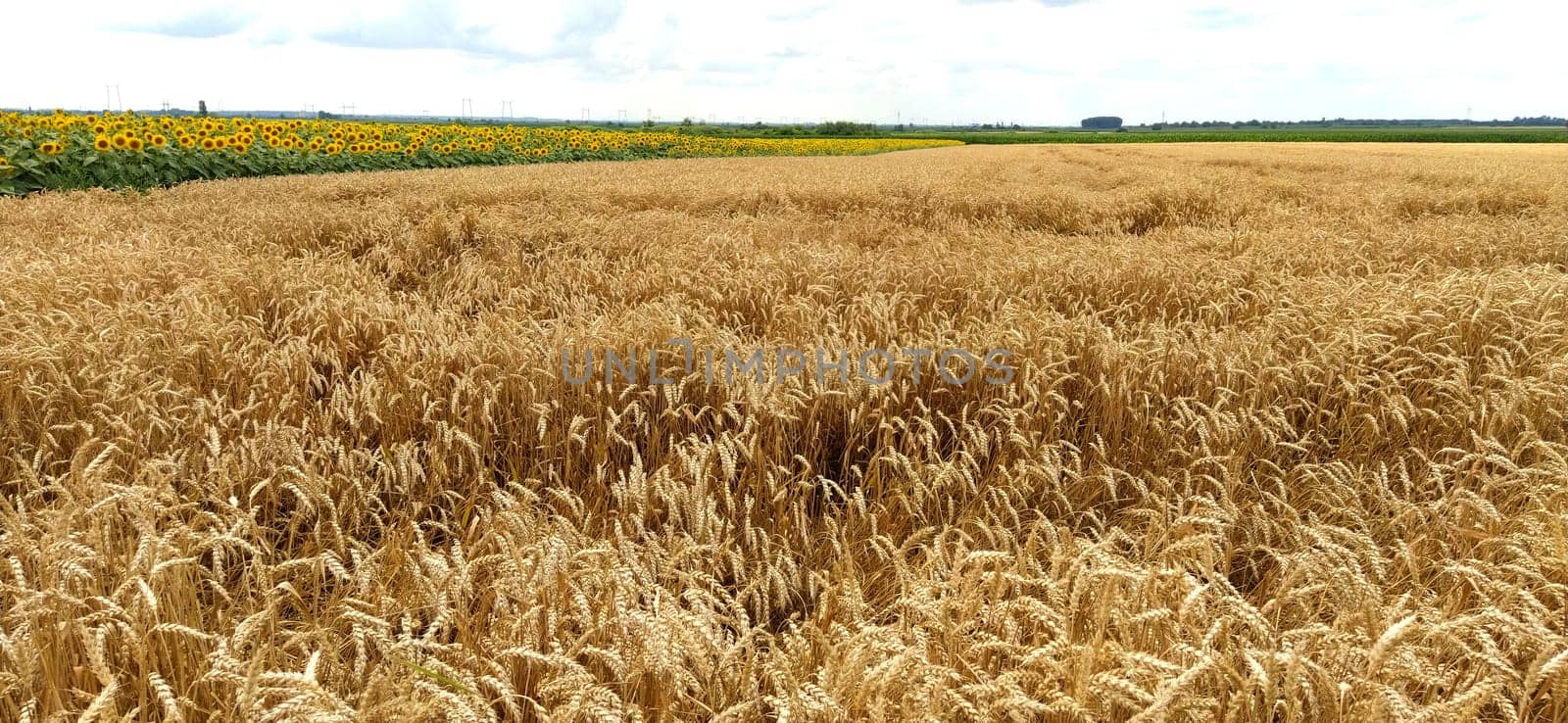 Wheat field. Seeds of golden wheat close-up. Beautiful nature. Rural landscapes under the shining sunlight. The concept of rich harvest and agricultural labor. Cereal plants on the field