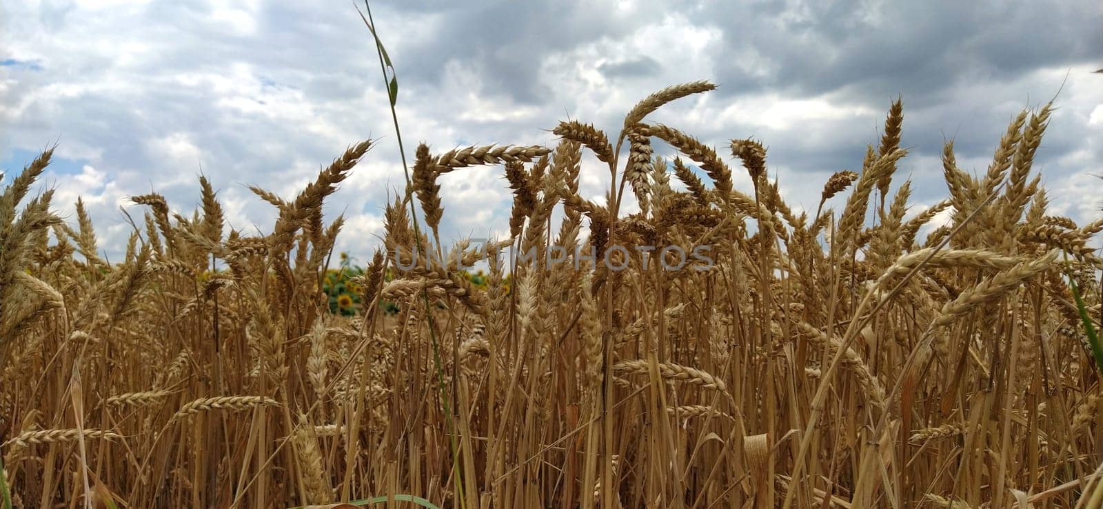 Wheat field. Seeds of golden wheat close-up. Beautiful nature. Rural landscapes under the shining sunlight. The concept of rich harvest and agricultural labor. Cereal plants on the field