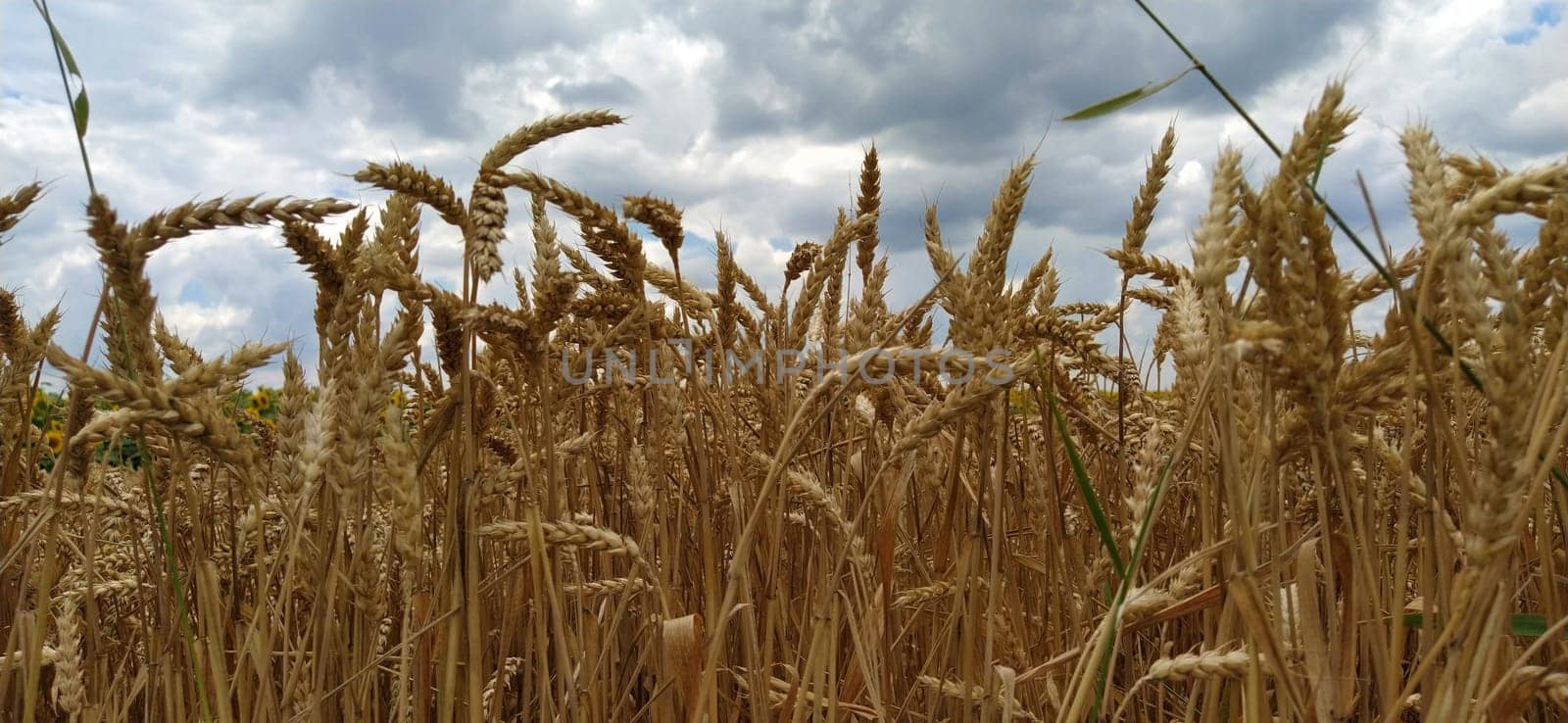 Wheat field. Seeds of golden wheat close-up. Beautiful nature. Rural landscapes under the shining sunlight. The concept of rich harvest and agricultural labor. Cereal plants on the field