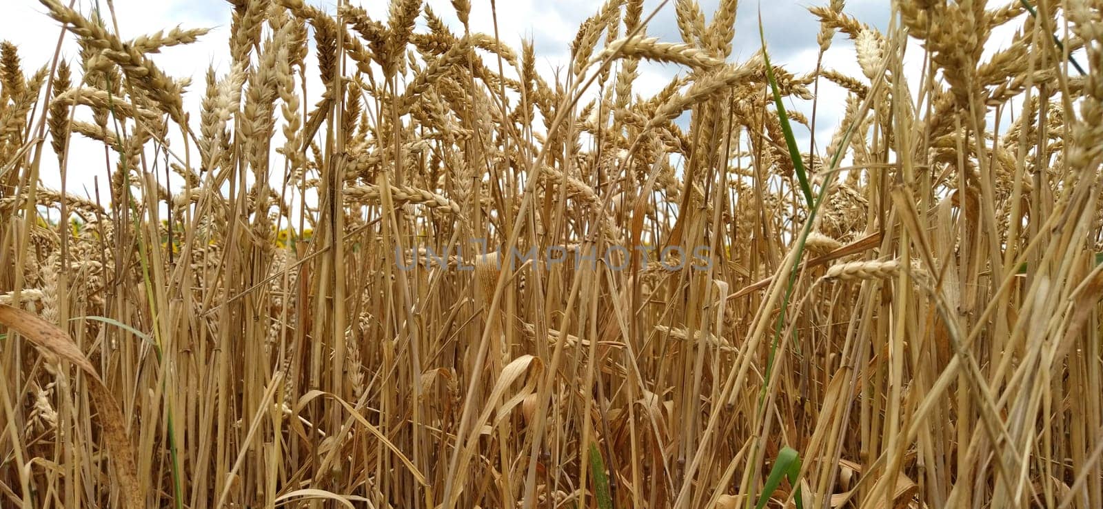 Wheat field. Seeds of golden wheat close-up. Beautiful nature. Rural landscapes under the shining sunlight. The concept of rich harvest and agricultural labor