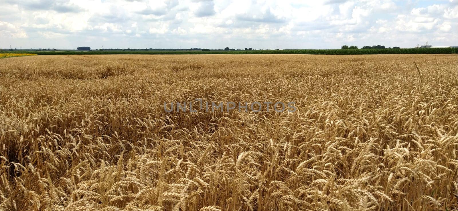 Wheat field. Seeds of golden wheat close-up. Beautiful nature. Rural landscapes under the shining sunlight. The concept of rich harvest and agricultural labor. Cereal plants on the field