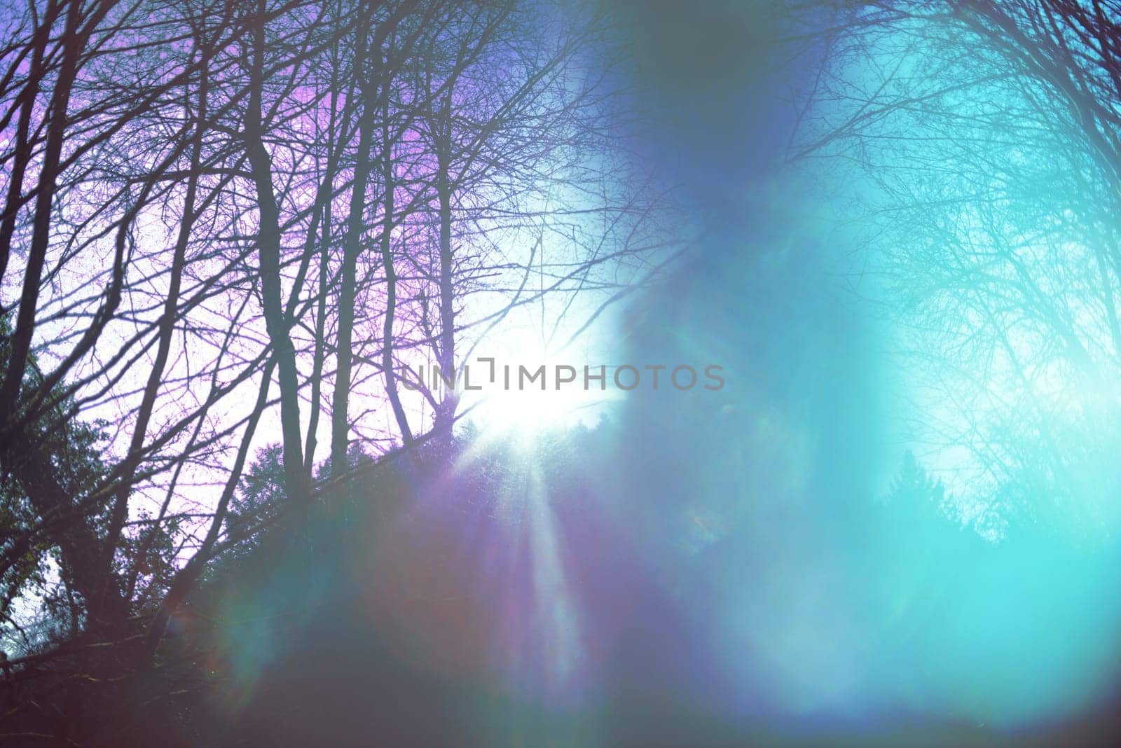 Psychic waves of light in the forest, spirituality and religious belief, inner dimension, personal growth, holy spirit