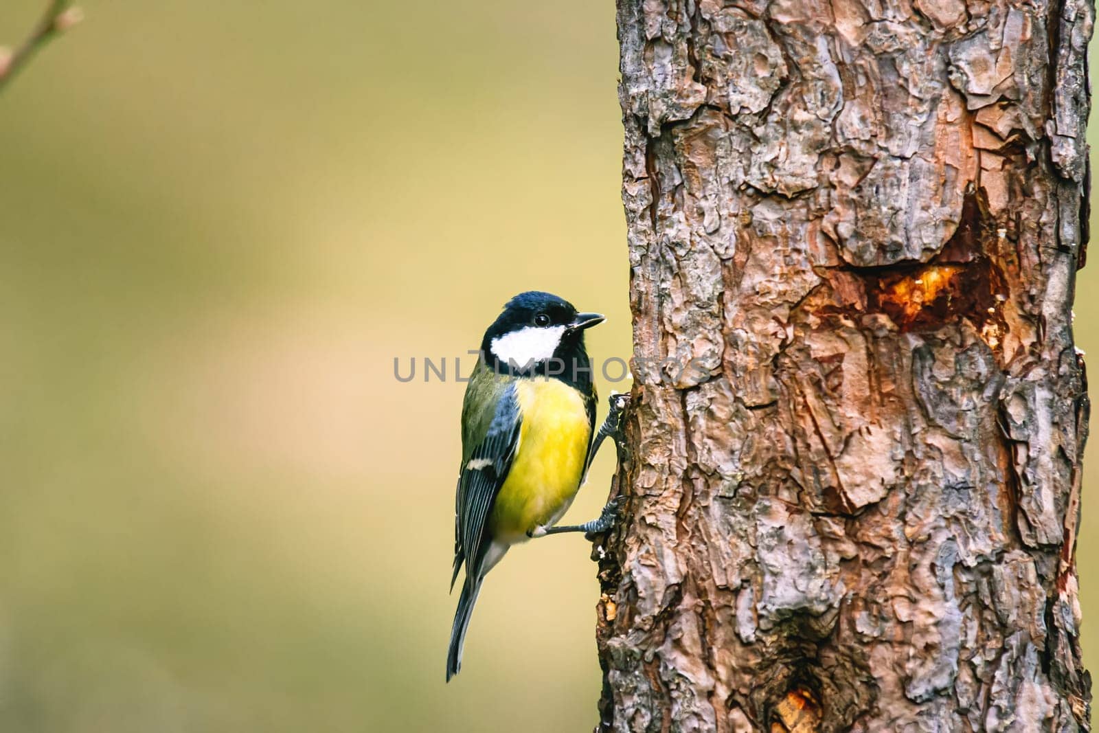 great tit (Parus major) in the autumn entourage. The great tit (Parus major) is a passerine bird in the tit family Paridae.