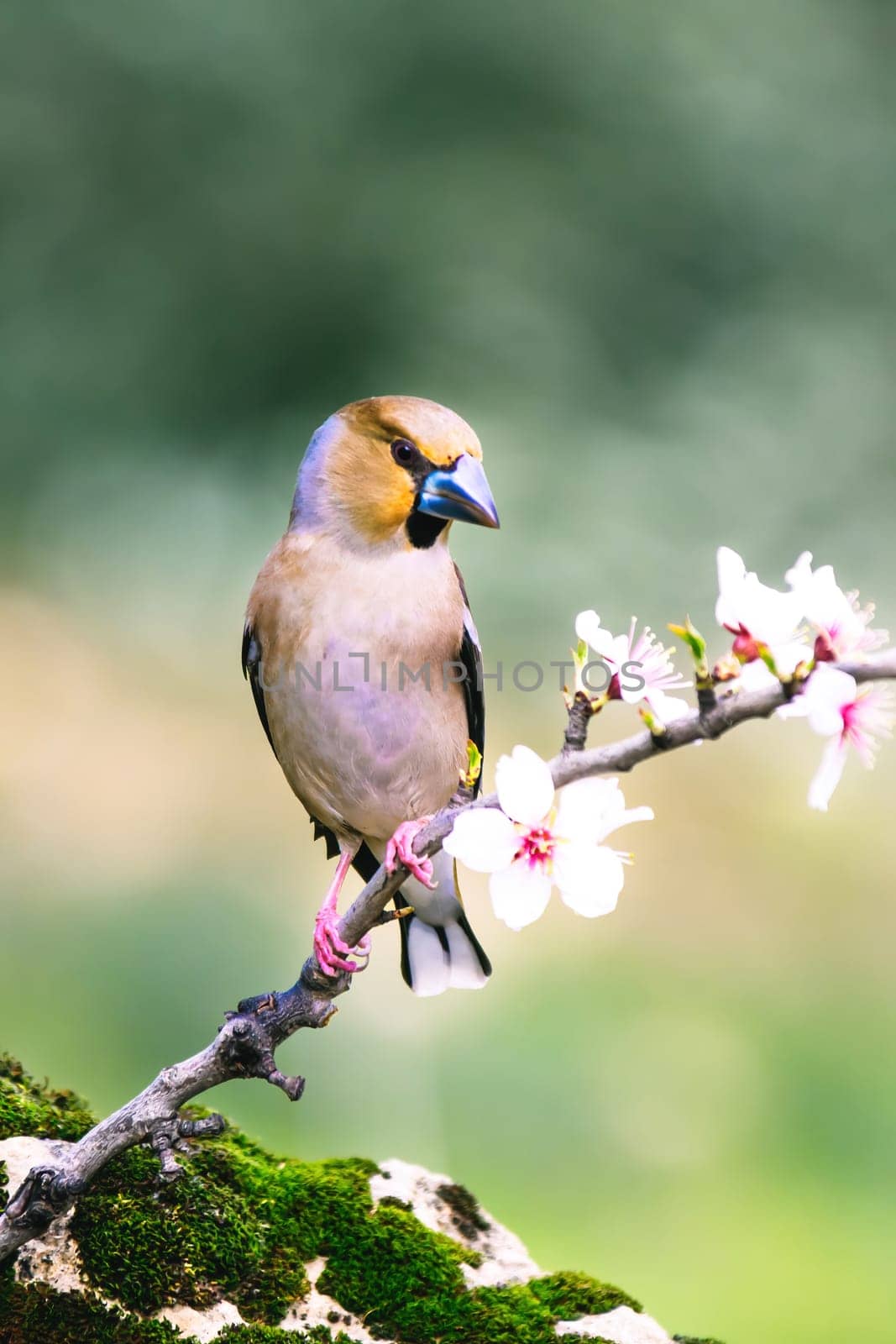 Wild bird hawfinch (Coccothraustes Coccothraustes) sitting on mossy tree stump. Wildlife scenery,