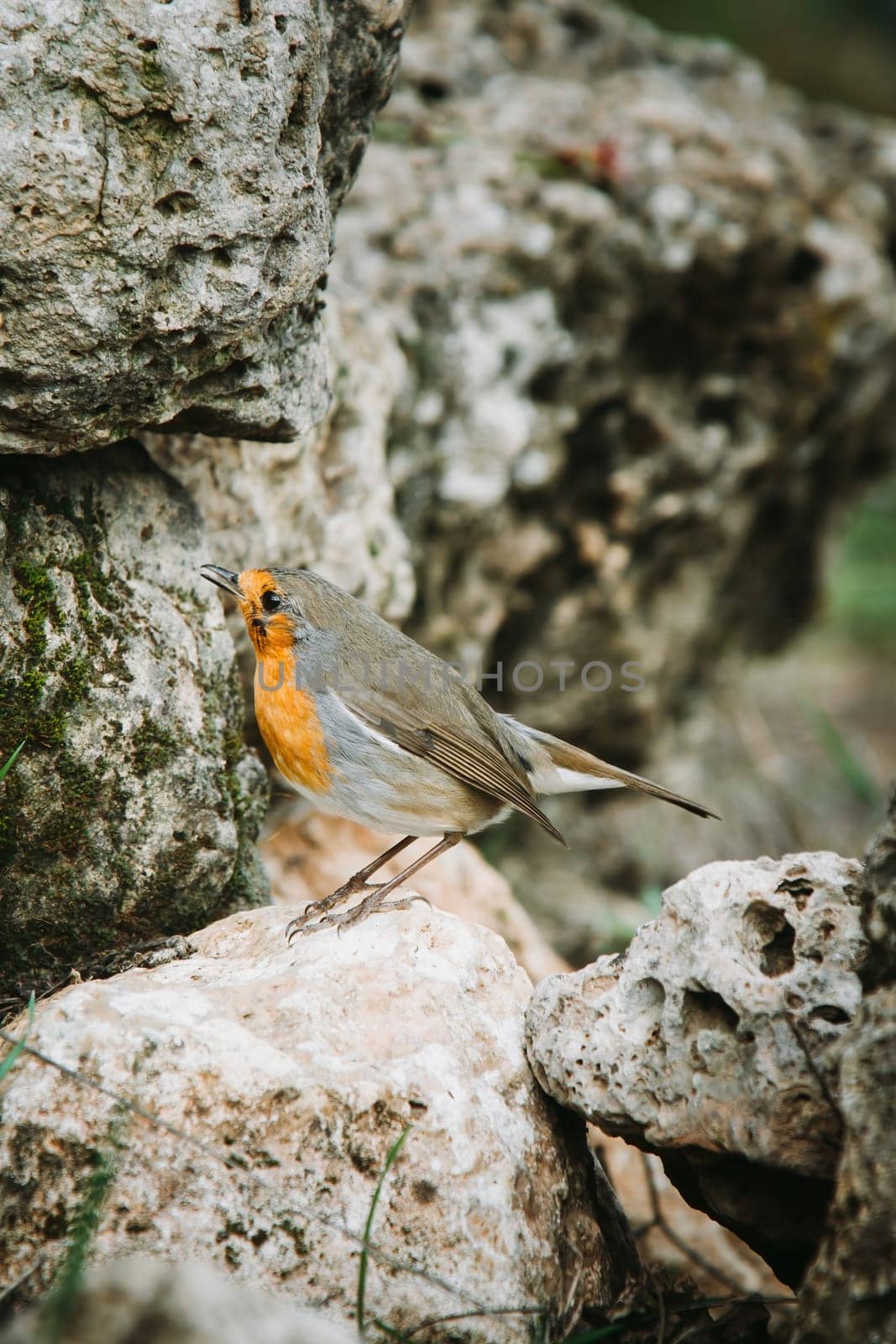 Red Robin (Erithacus rubecula) bird close up in the spring garden