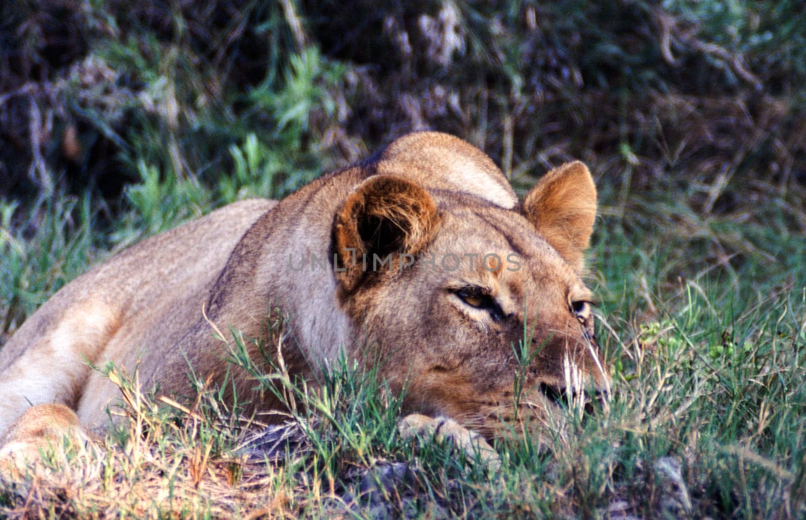 Lion (Panthera leo), Moremi Wildlife Reserve, Ngamiland, Botswana, Africa