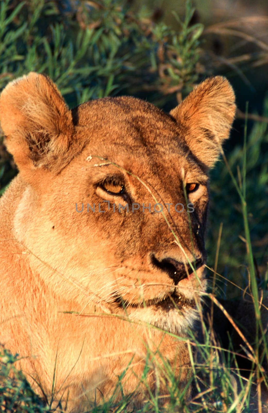 Lion (Panthera leo), Moremi Wildlife Reserve, Ngamiland, Botswana, Africa