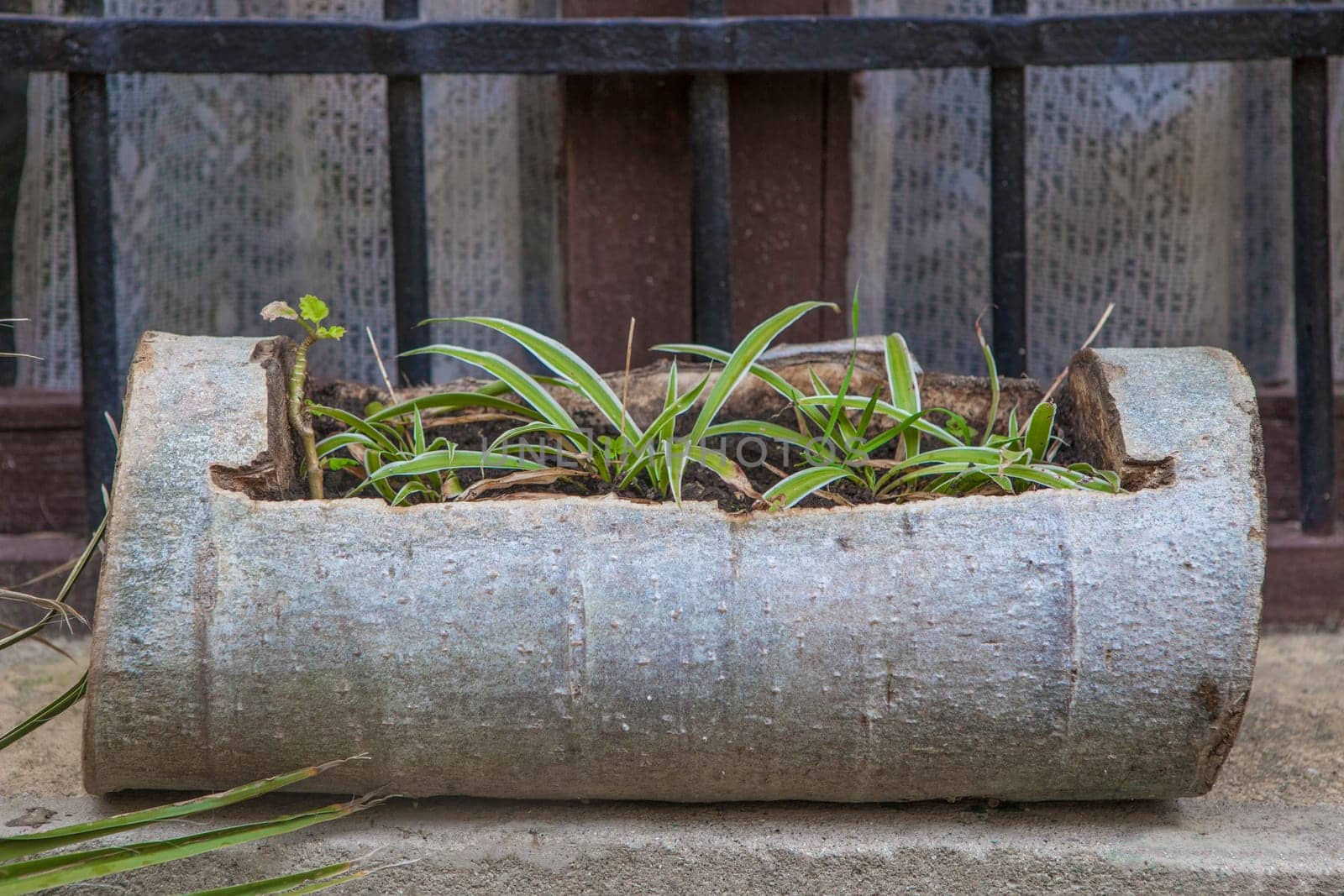 Planter made by hollowing out a trunk. Selective focus