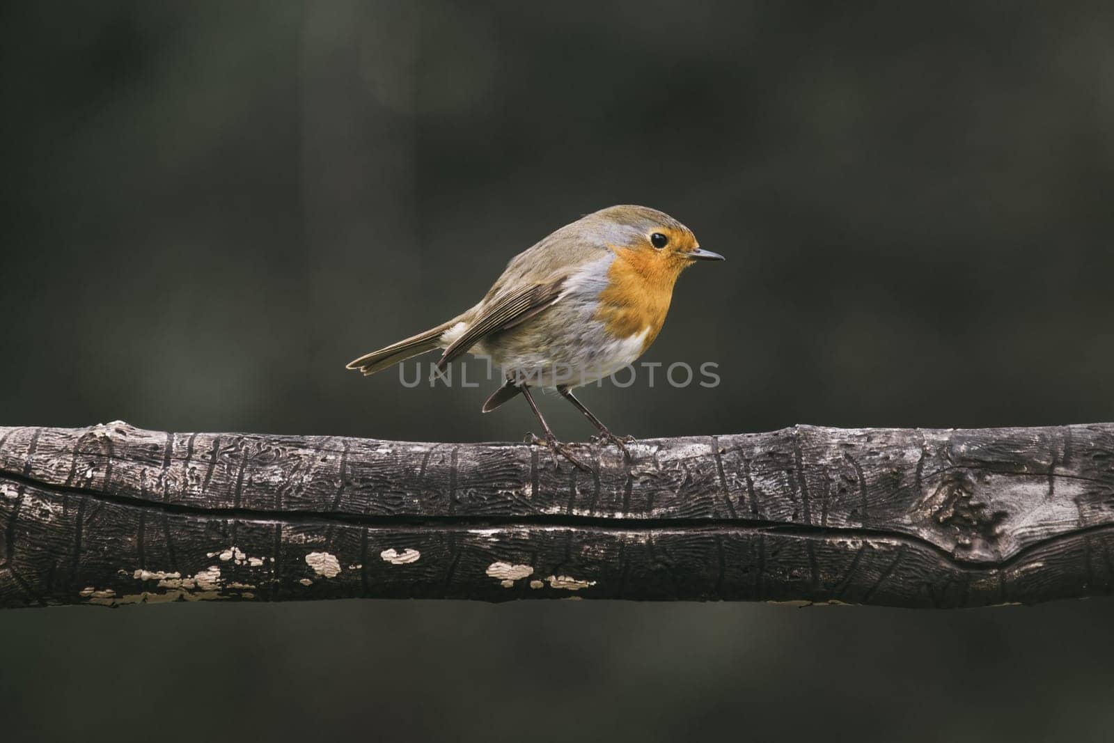 Red Robin (Erithacus rubecula) bird close up in the spring garden