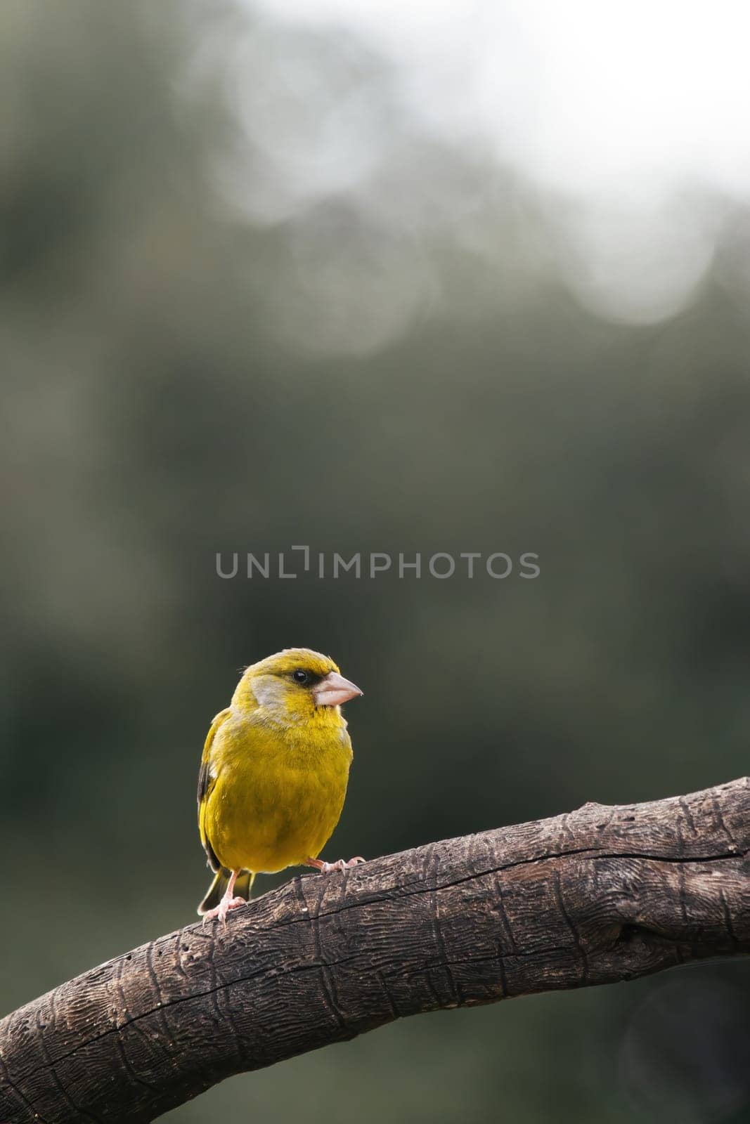 European Greenfinch-The European Greenfinch, or just Greenfinch (Carduelis chloris), is a small passerine bird in the finch family Fringillidae.