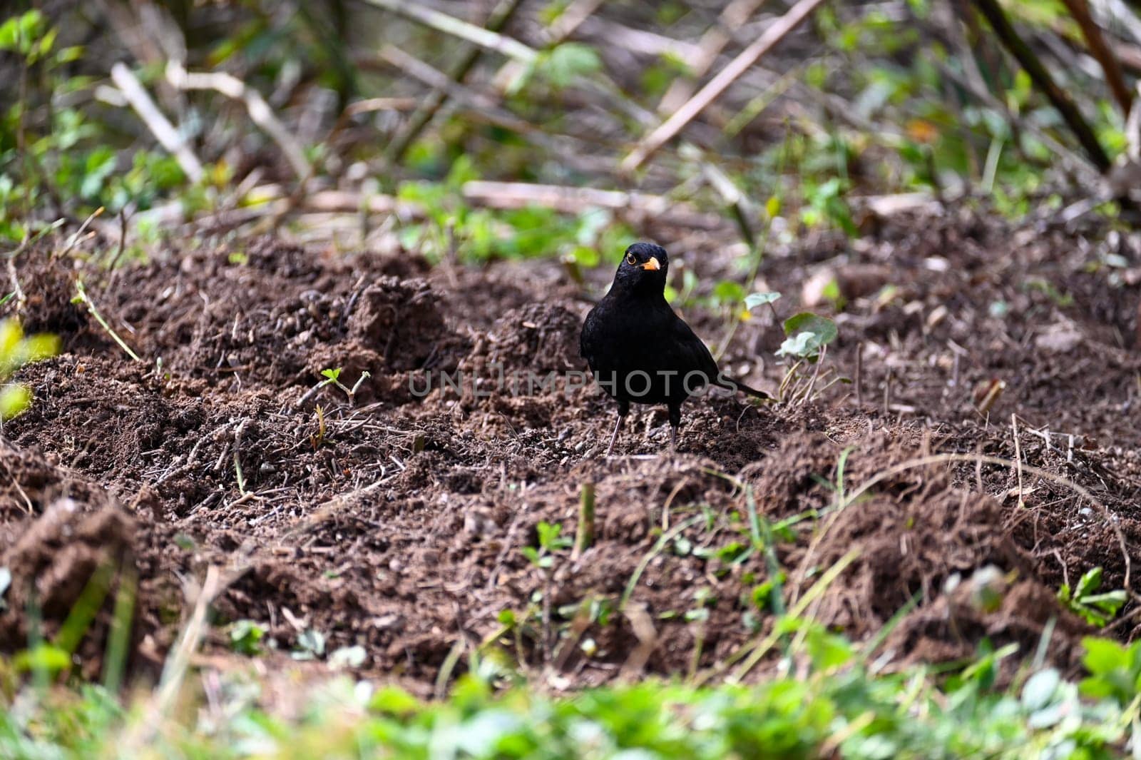 A blackbird ( Turdus merula ) stands in a meadow in the wild