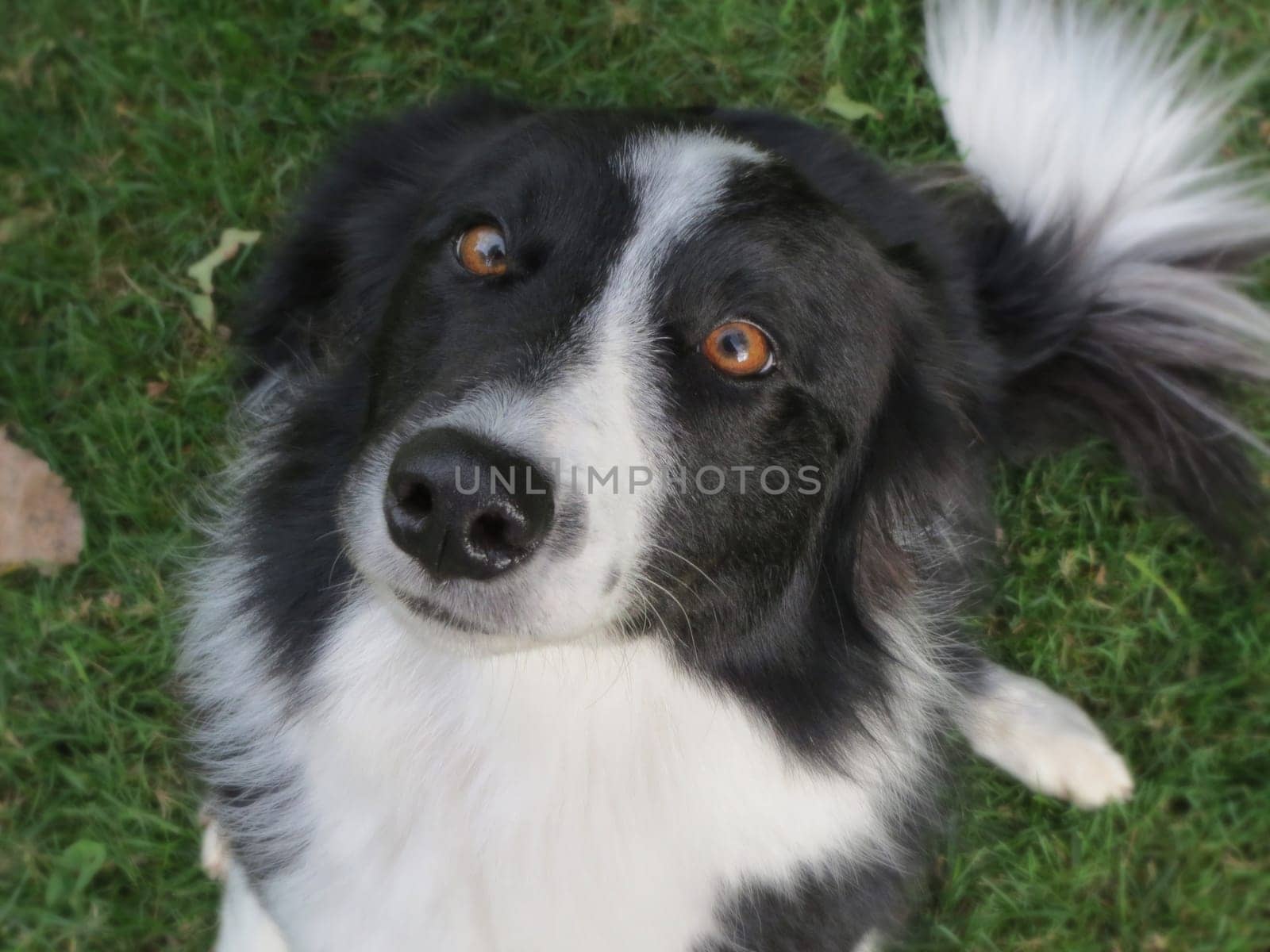 Nothing like the loyalty of a border collie.