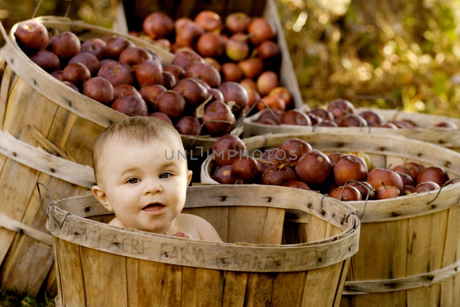 Baby girl in a apple basket at the Twenty Acre Farm in Grand Isle, Vermont.