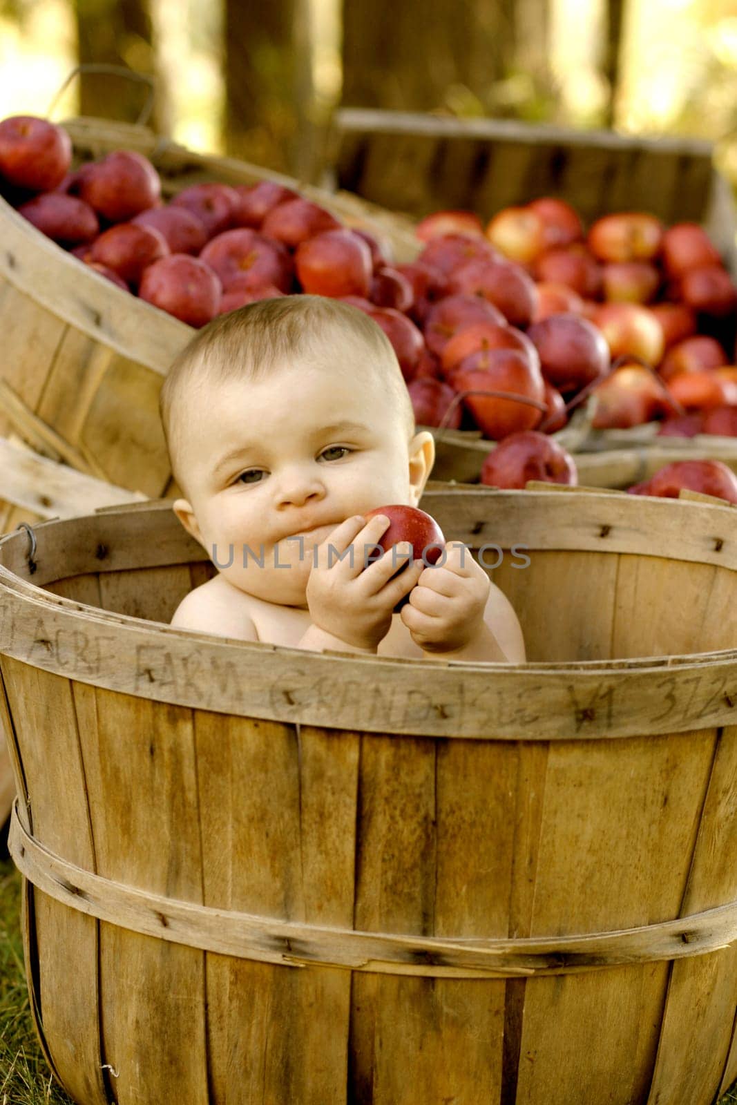 Baby girl in a apple basket at the Twenty Acre Farm in Grand Isle, Vermont.